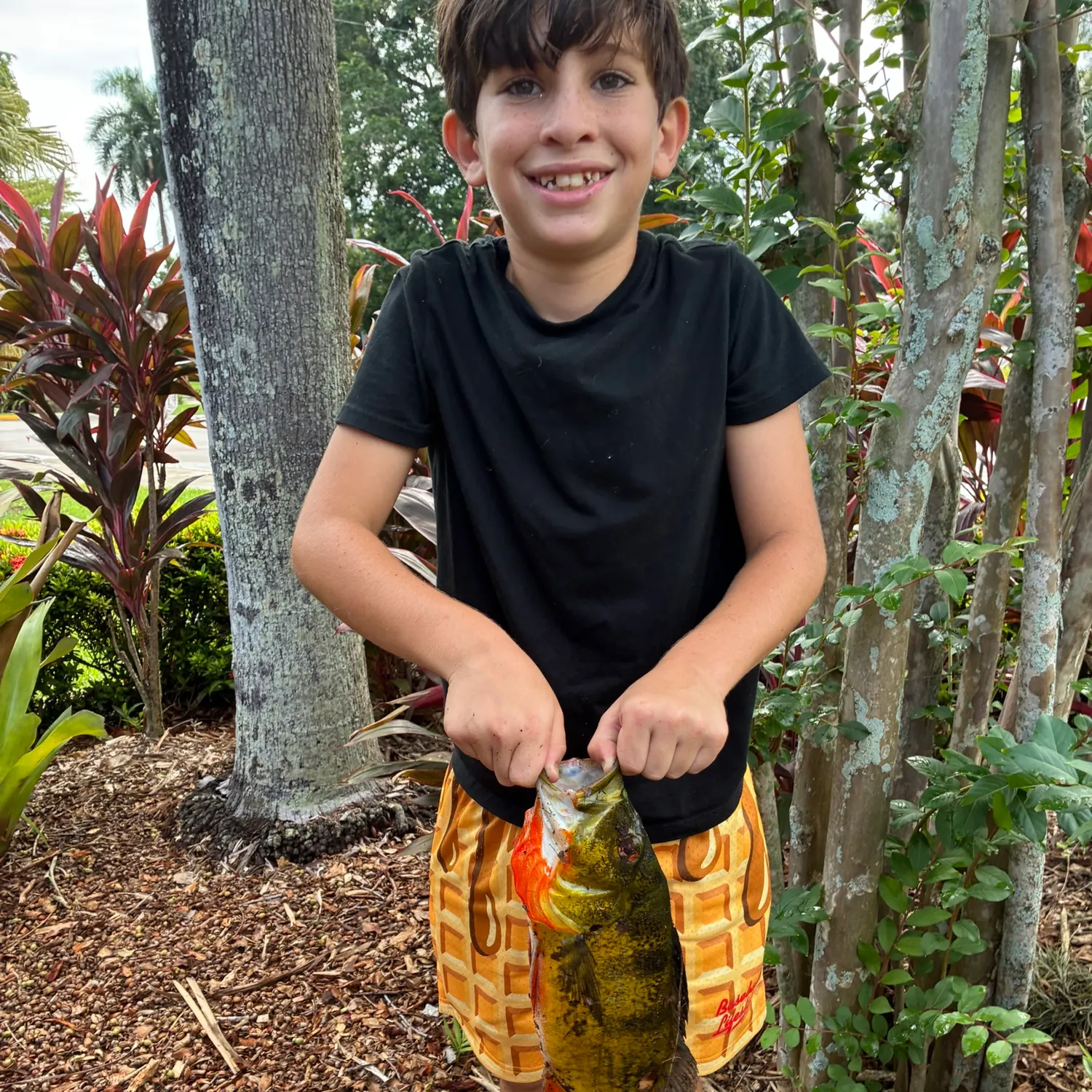 Butterfly peacock bass caught on Fishbrain