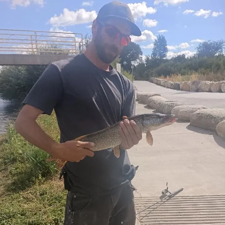 Northern pike caught on Fishbrain