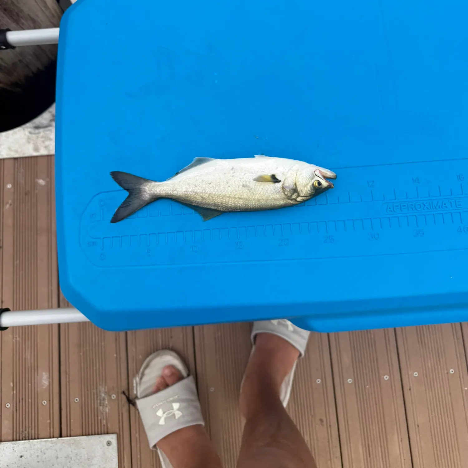 Bluefish caught on Fishbrain