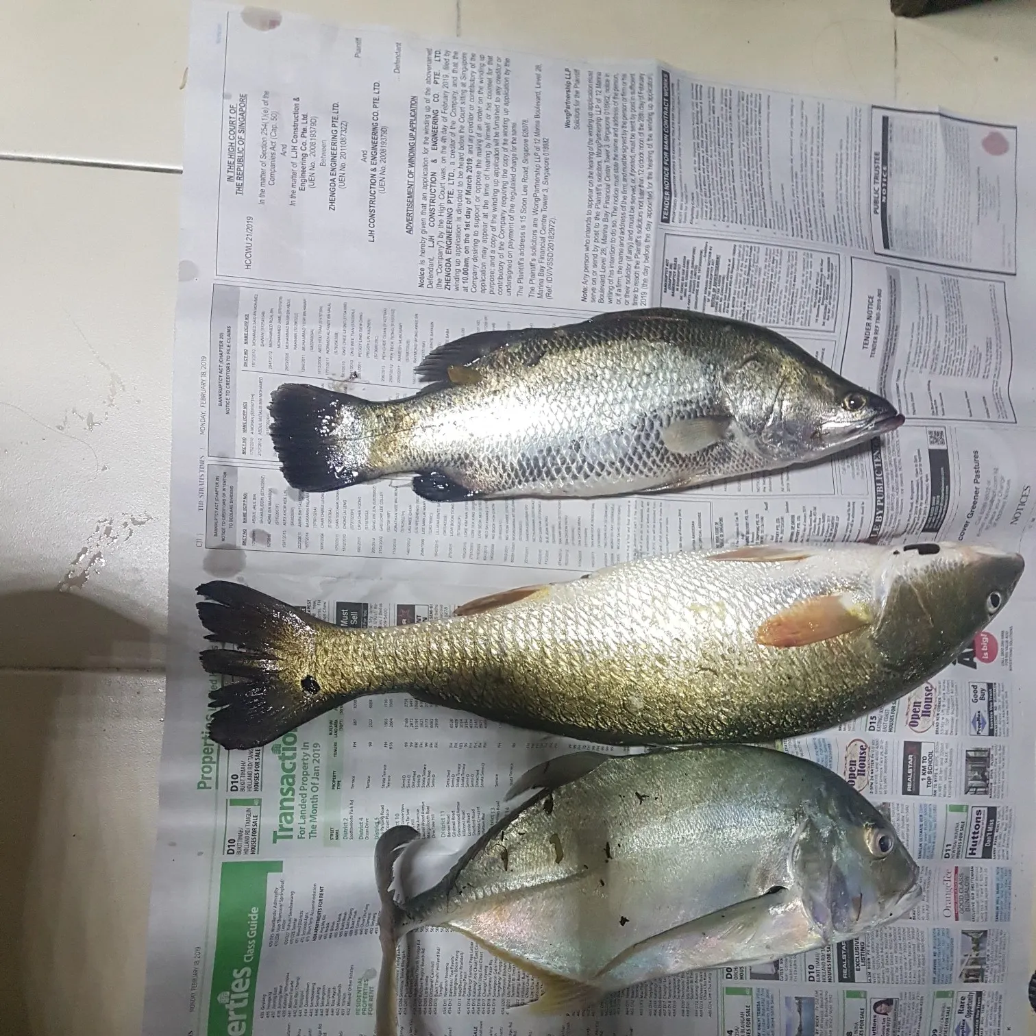 recently logged catches