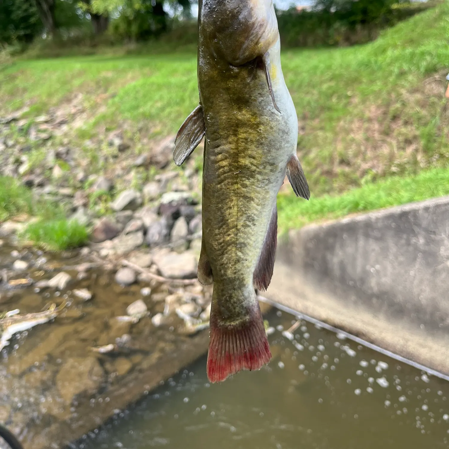 Black bullhead caught on Fishbrain