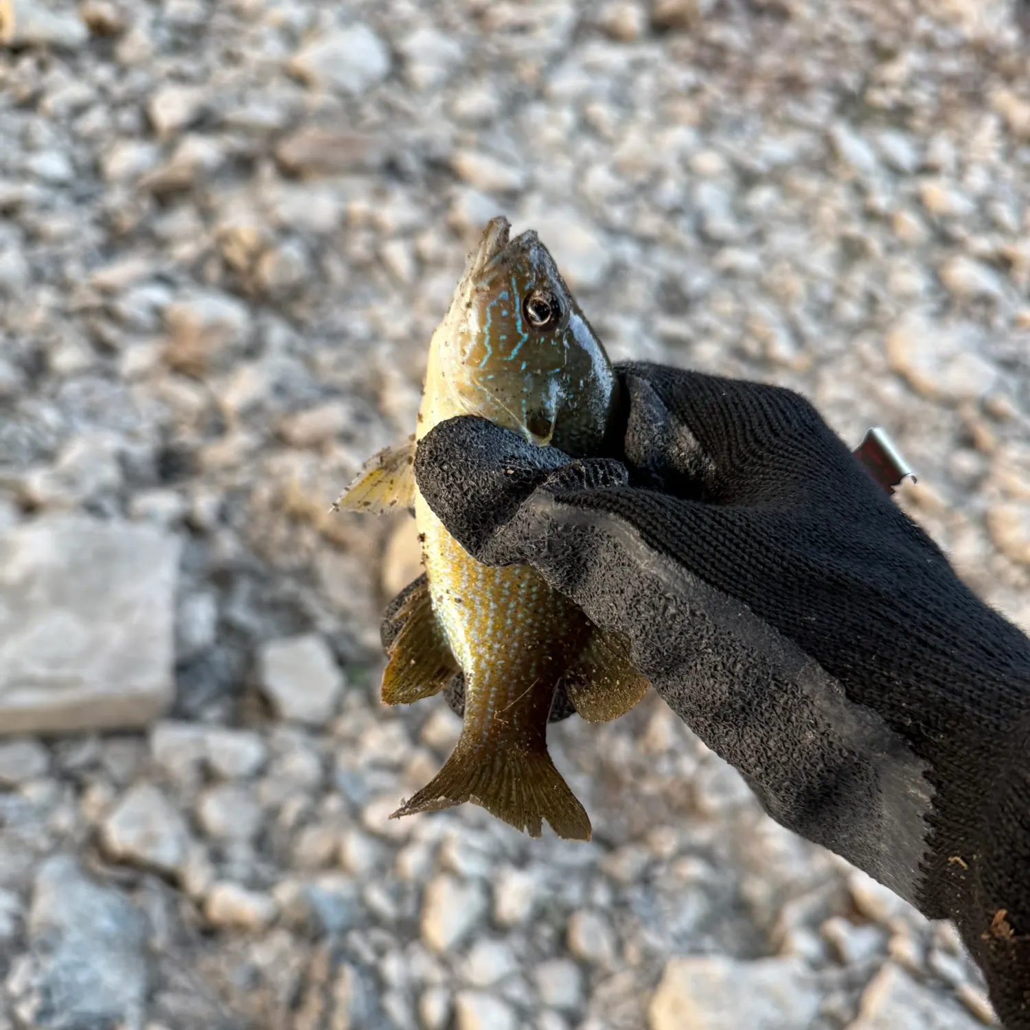 Green sunfish caught on Fishbrain