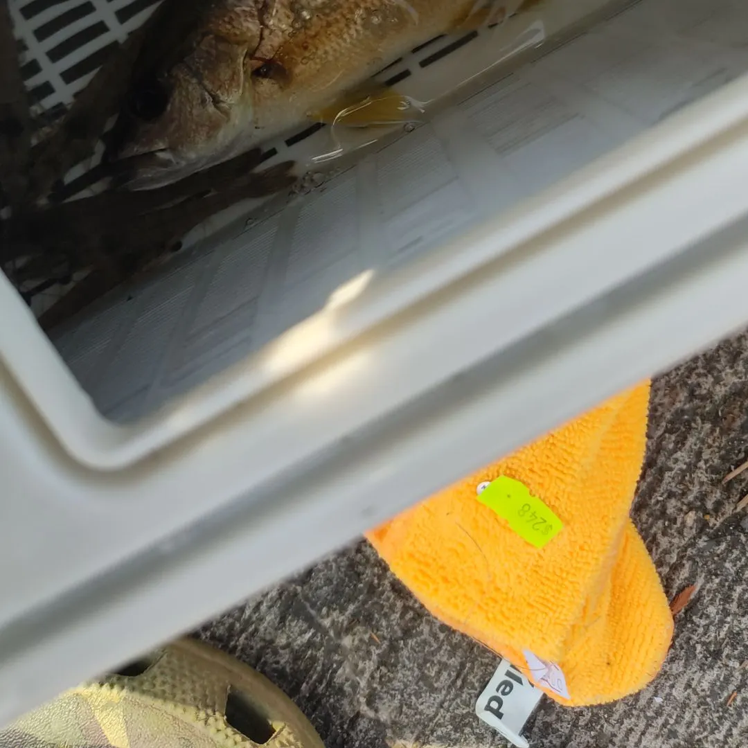Moses perch caught on Fishbrain