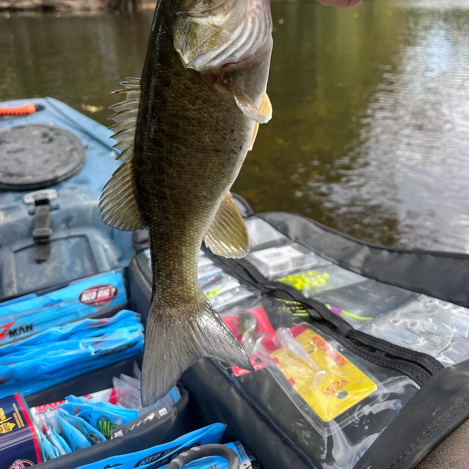 Smallmouth bass caught on Fishbrain