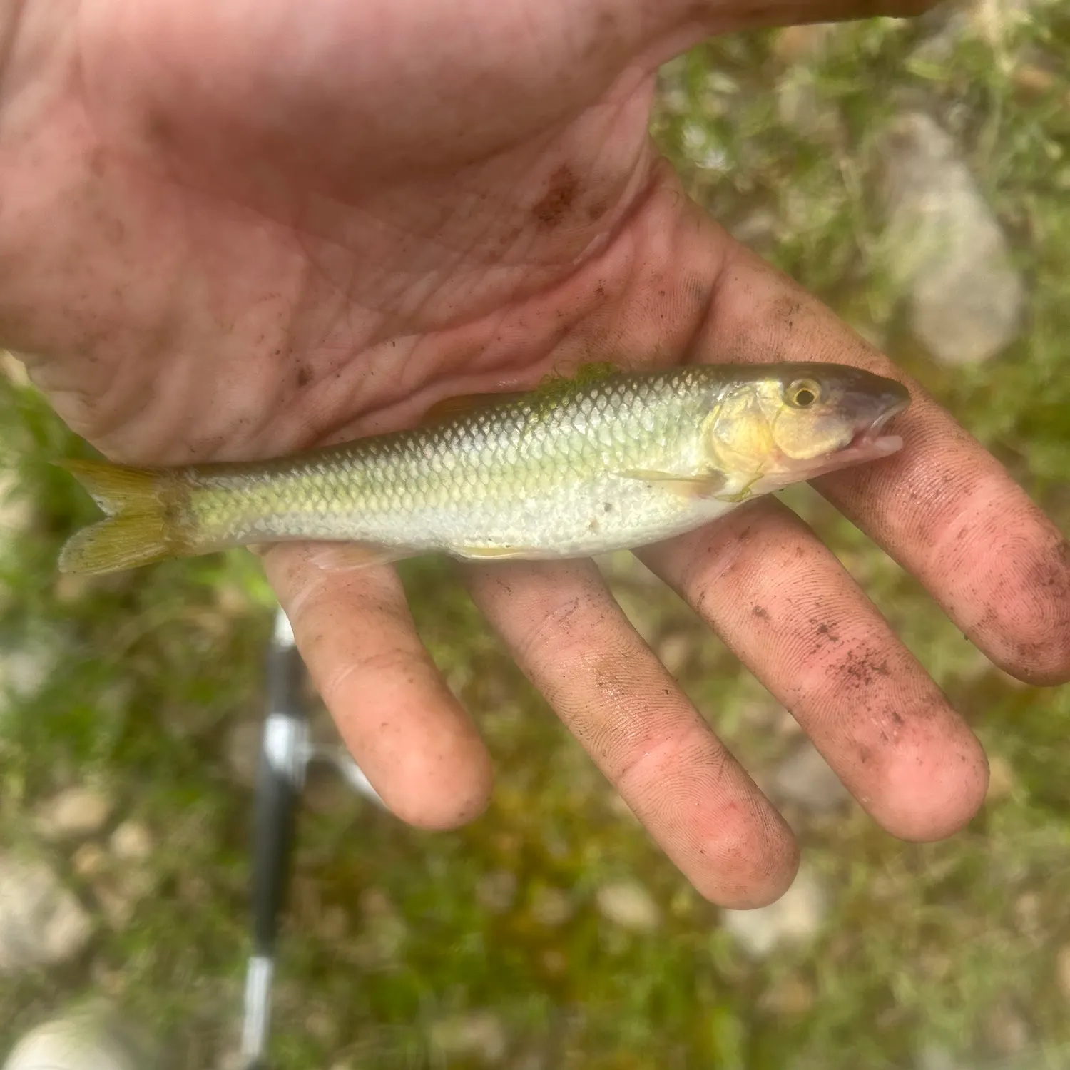The most recent River chub catches on Fishbrain