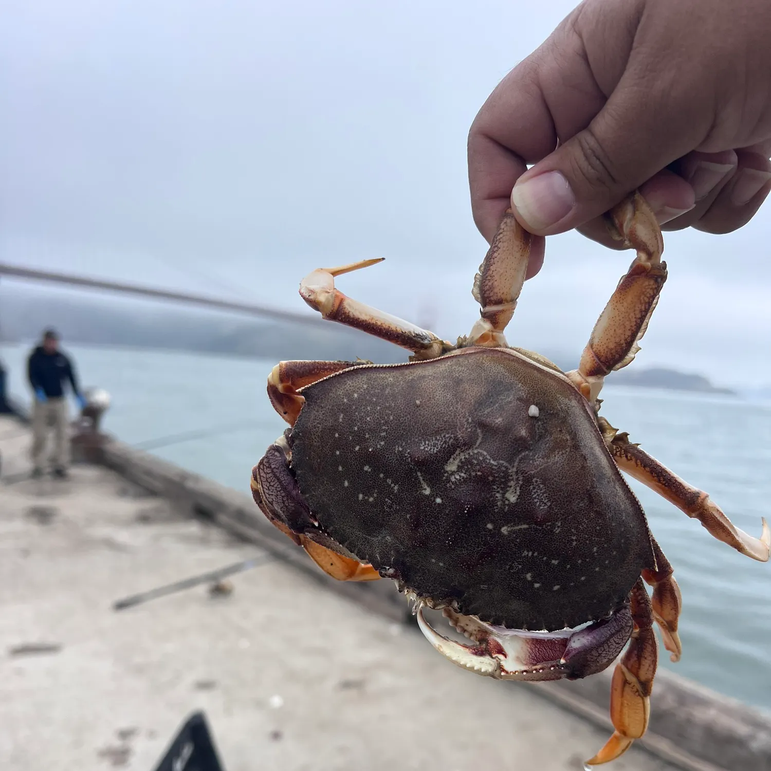 The most recent Dungeness crab catches on Fishbrain