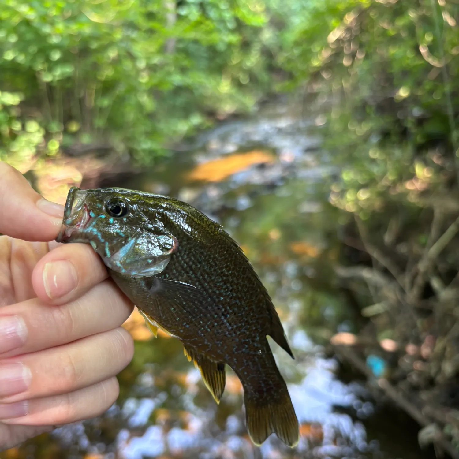 Green sunfish caught on Fishbrain