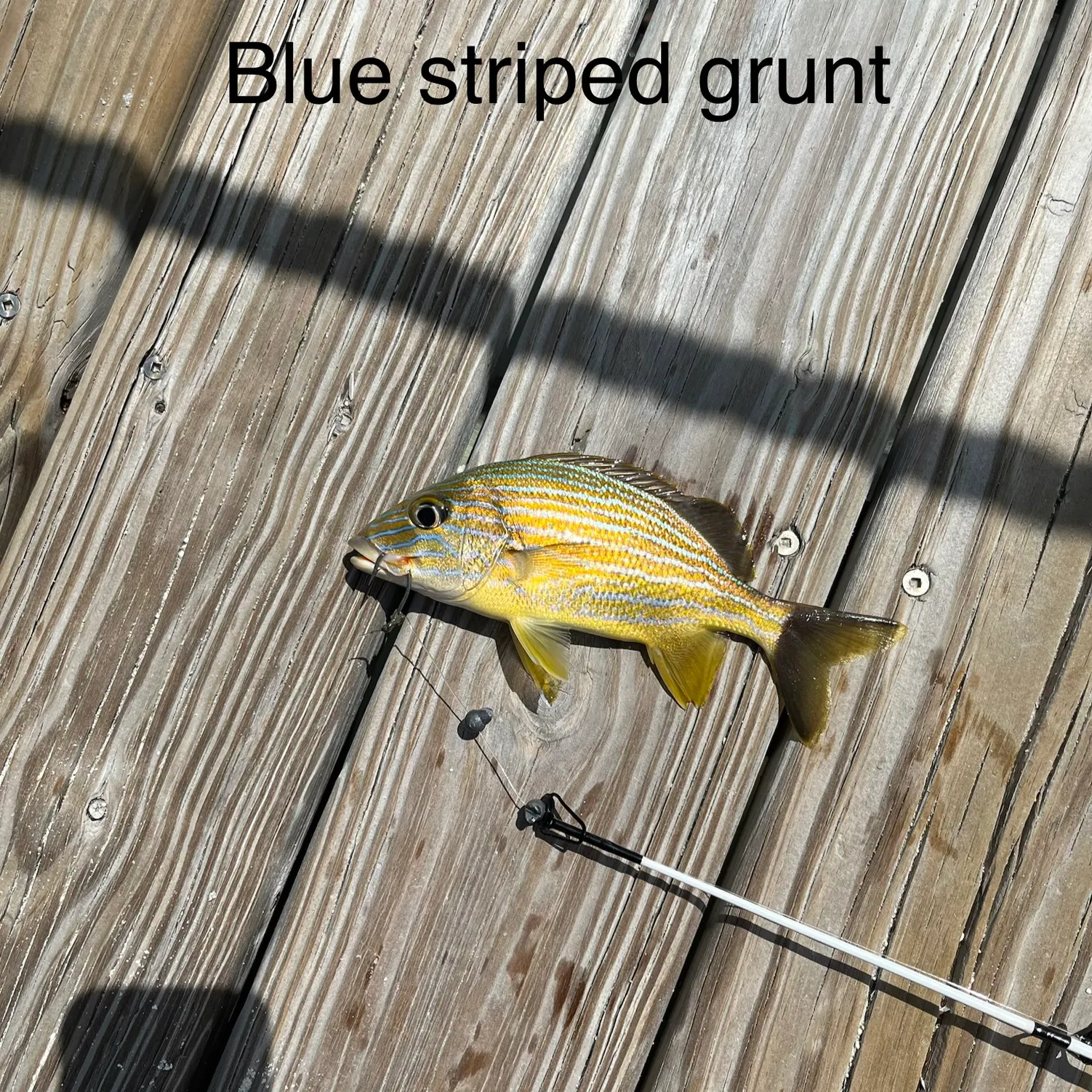 The most recent Bluestriped grunt catches on Fishbrain