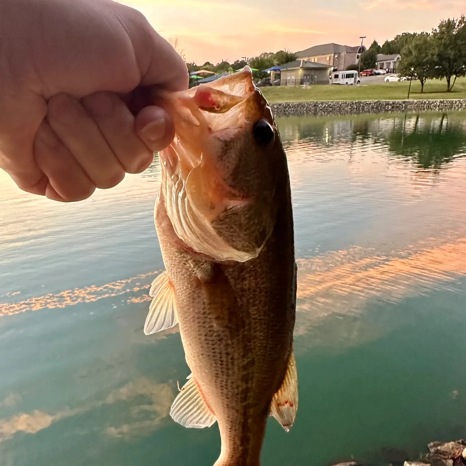 Largemouth bass caught on Fishbrain