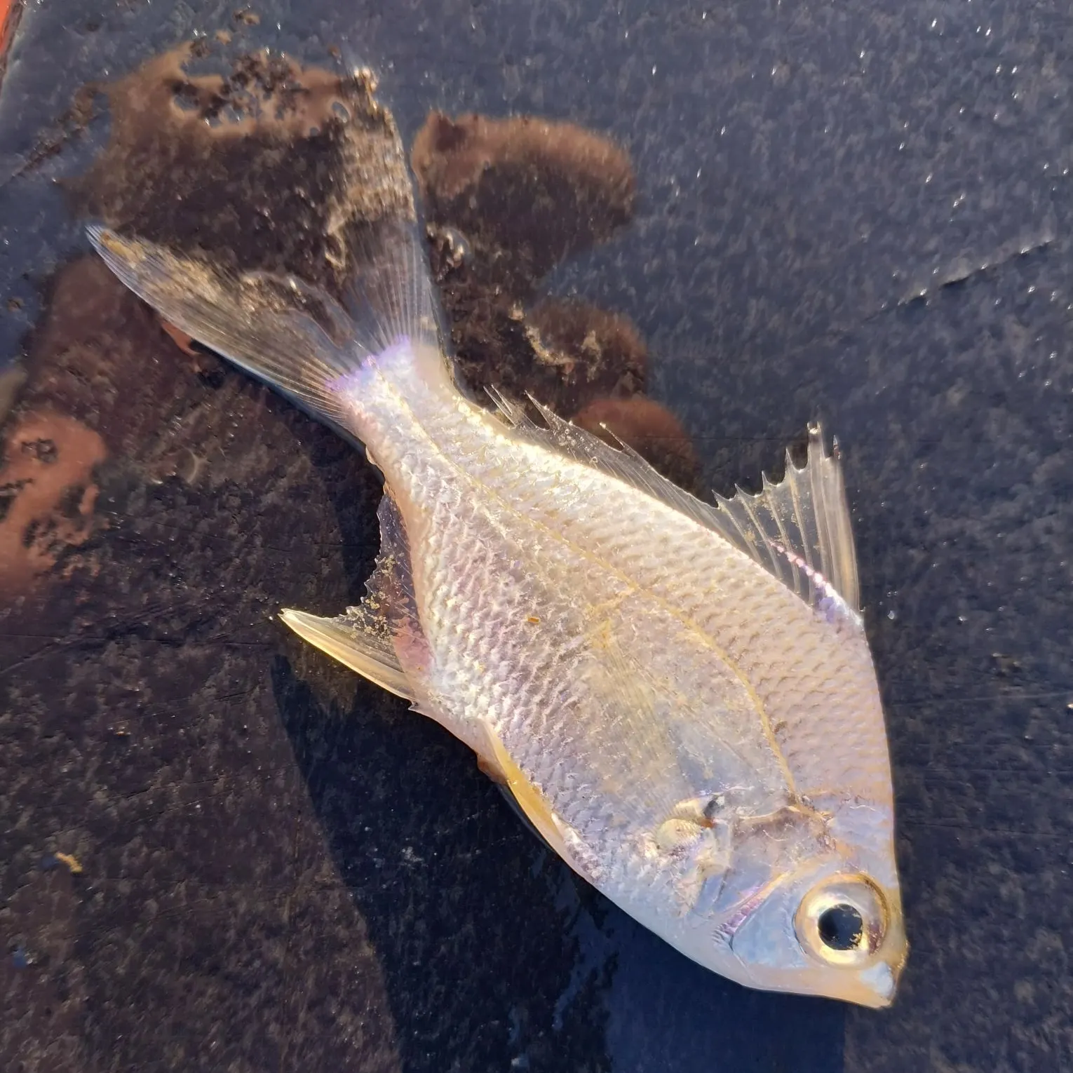 The most recent Striped mojarra catches on Fishbrain