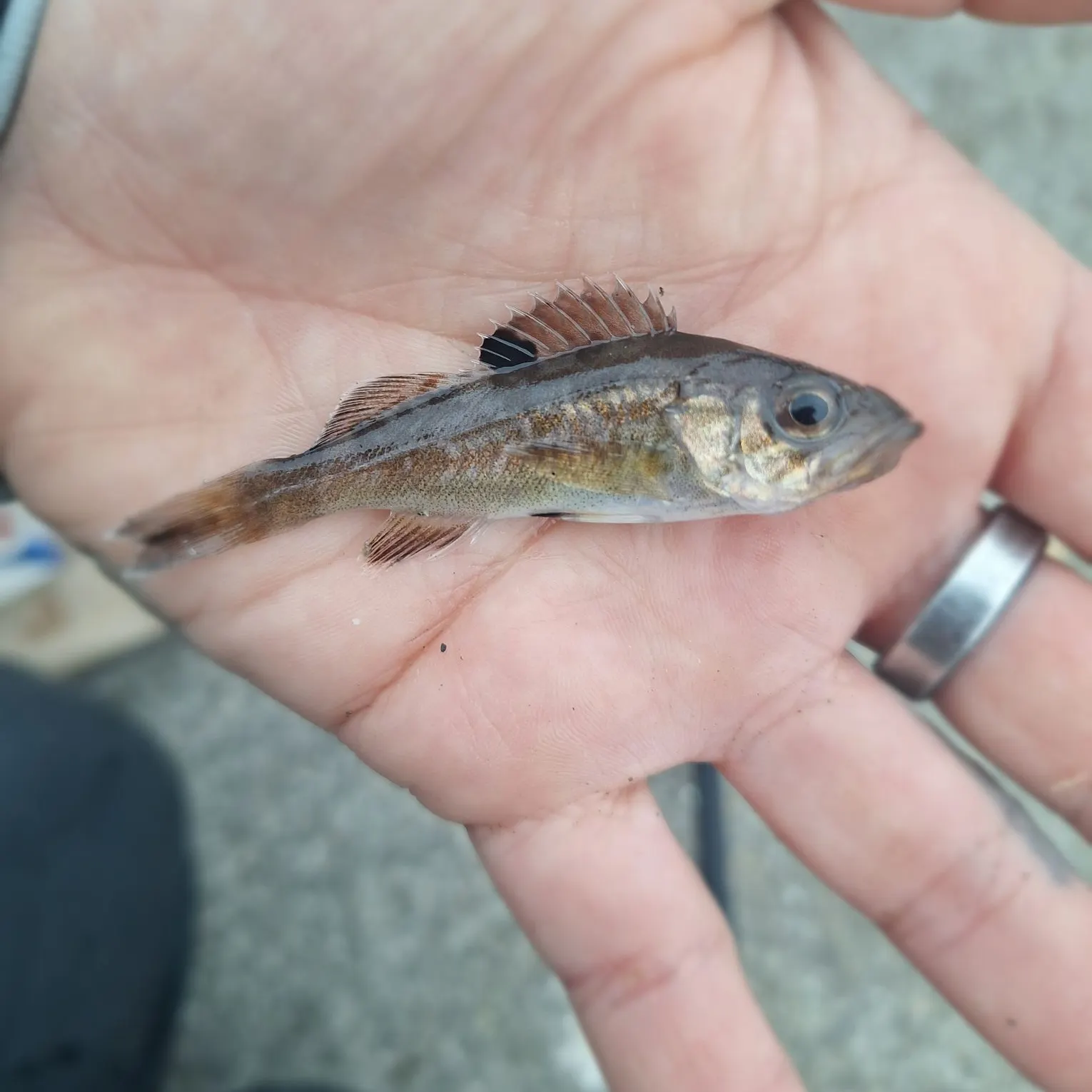 The most recent Shortbelly rockfish catches on Fishbrain