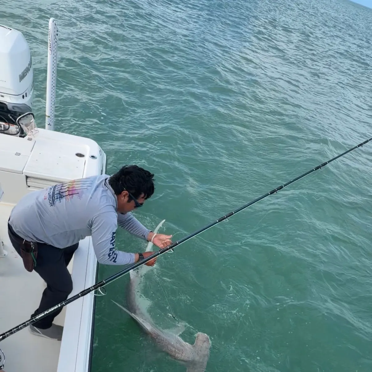 The most recent Smooth hammerhead shark catches on Fishbrain