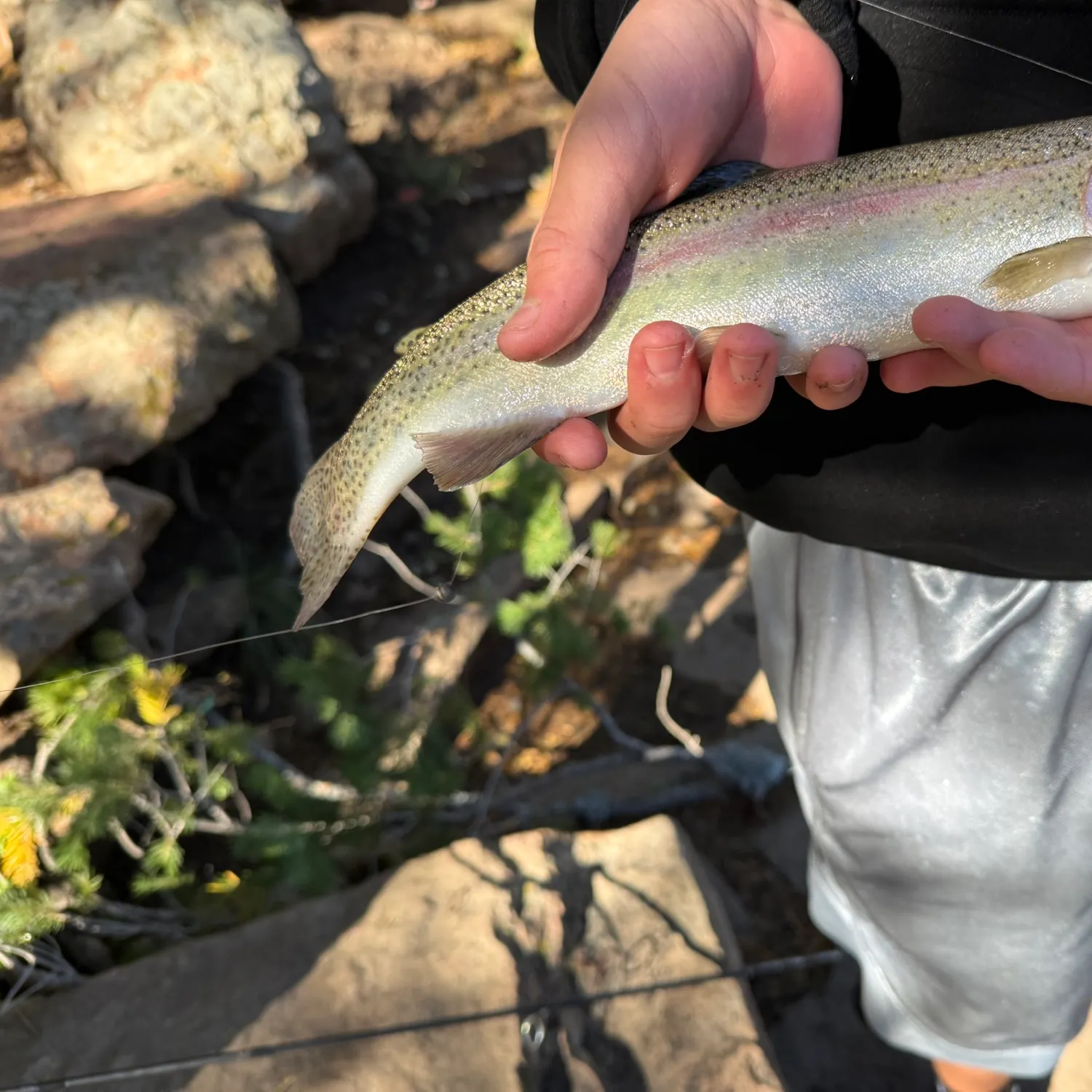 Rainbow trout caught on Fishbrain