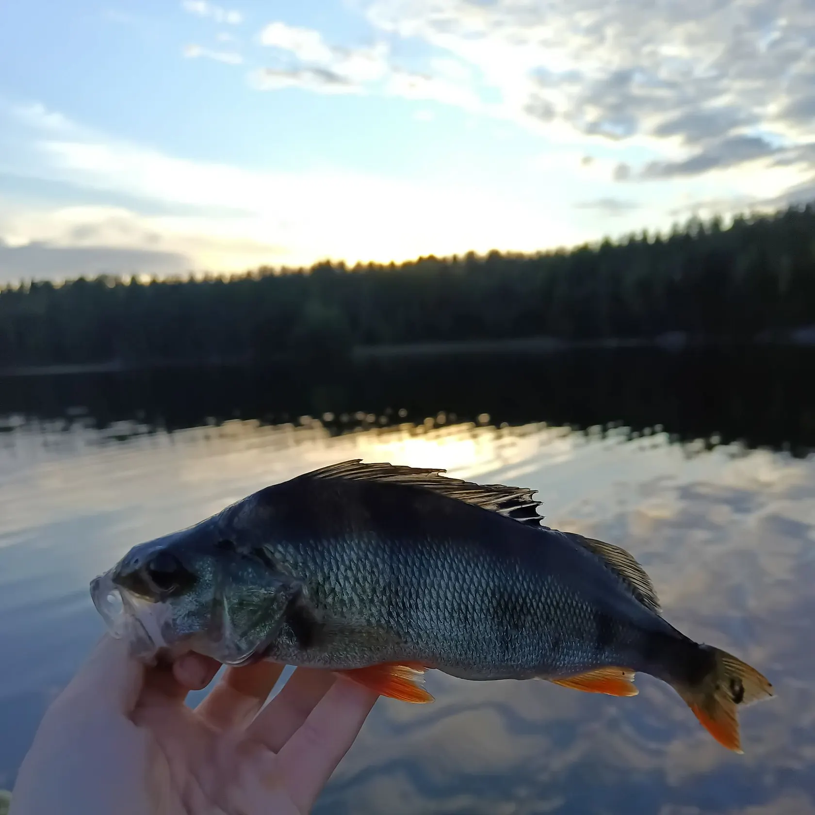European perch caught on Fishbrain
