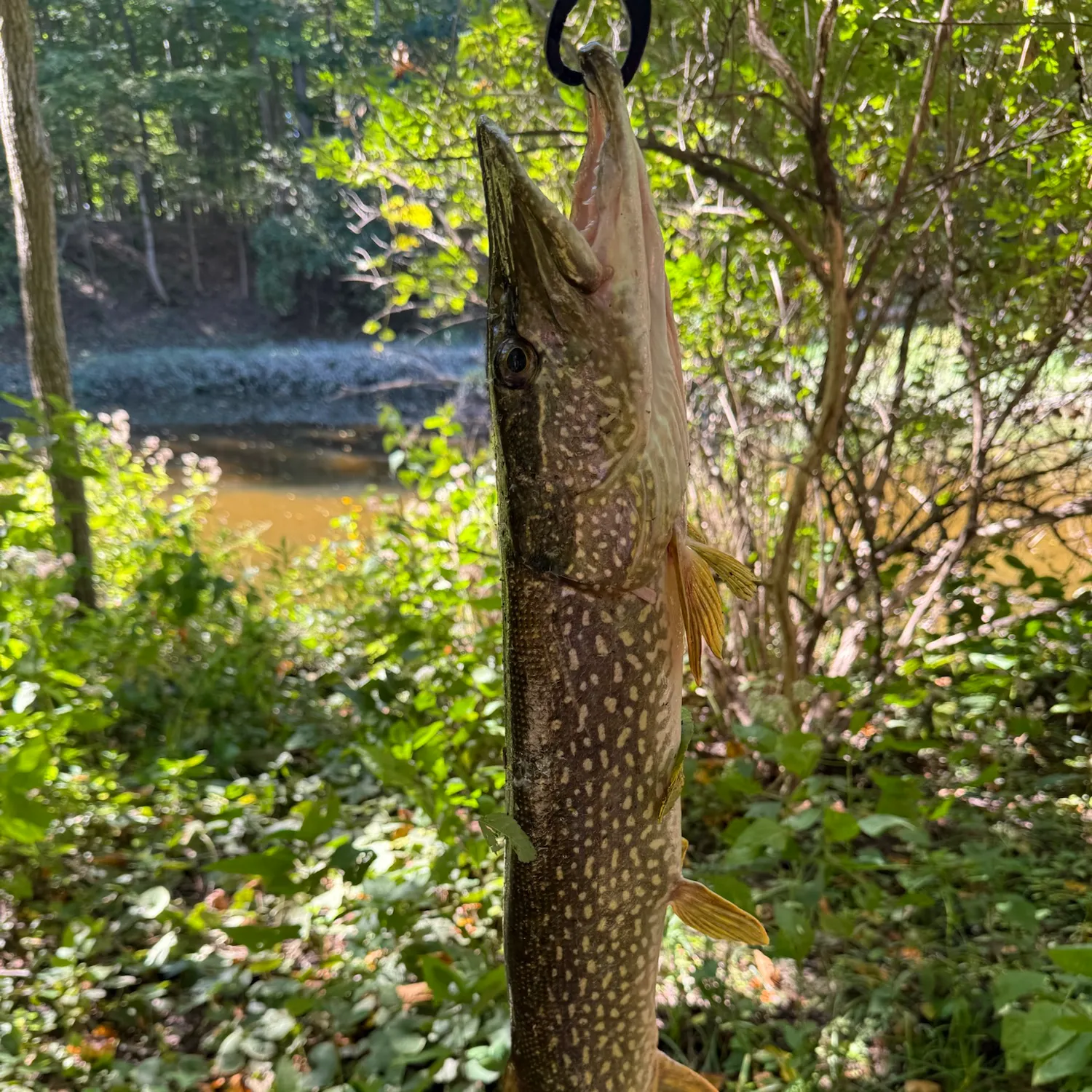 Northern pike caught on Fishbrain