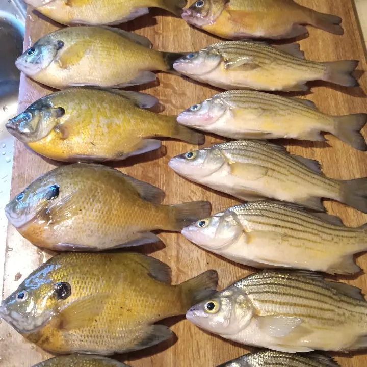 Bluegill caught on Fishbrain