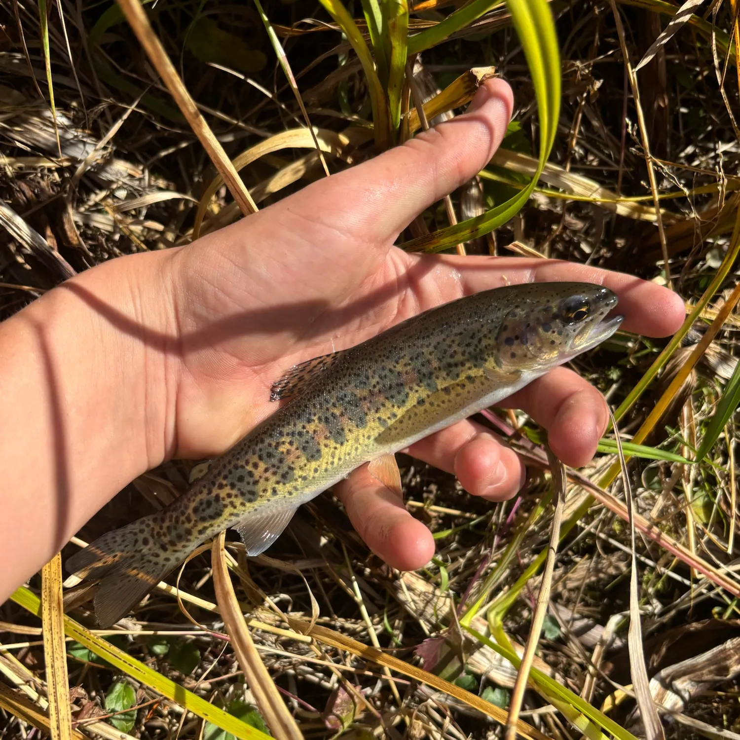 Golden trout caught on Fishbrain