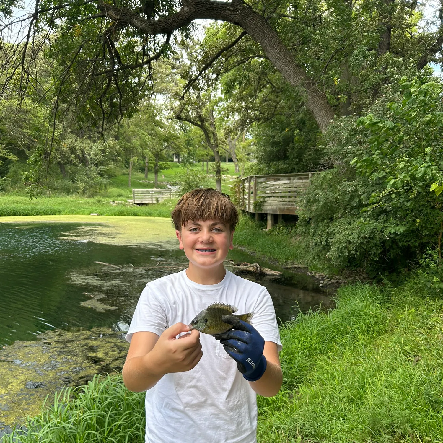 Bluegill caught on Fishbrain