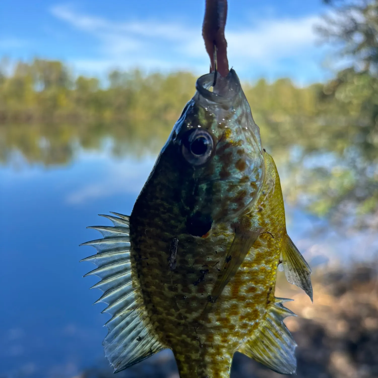 Greengill hybrid caught on Fishbrain