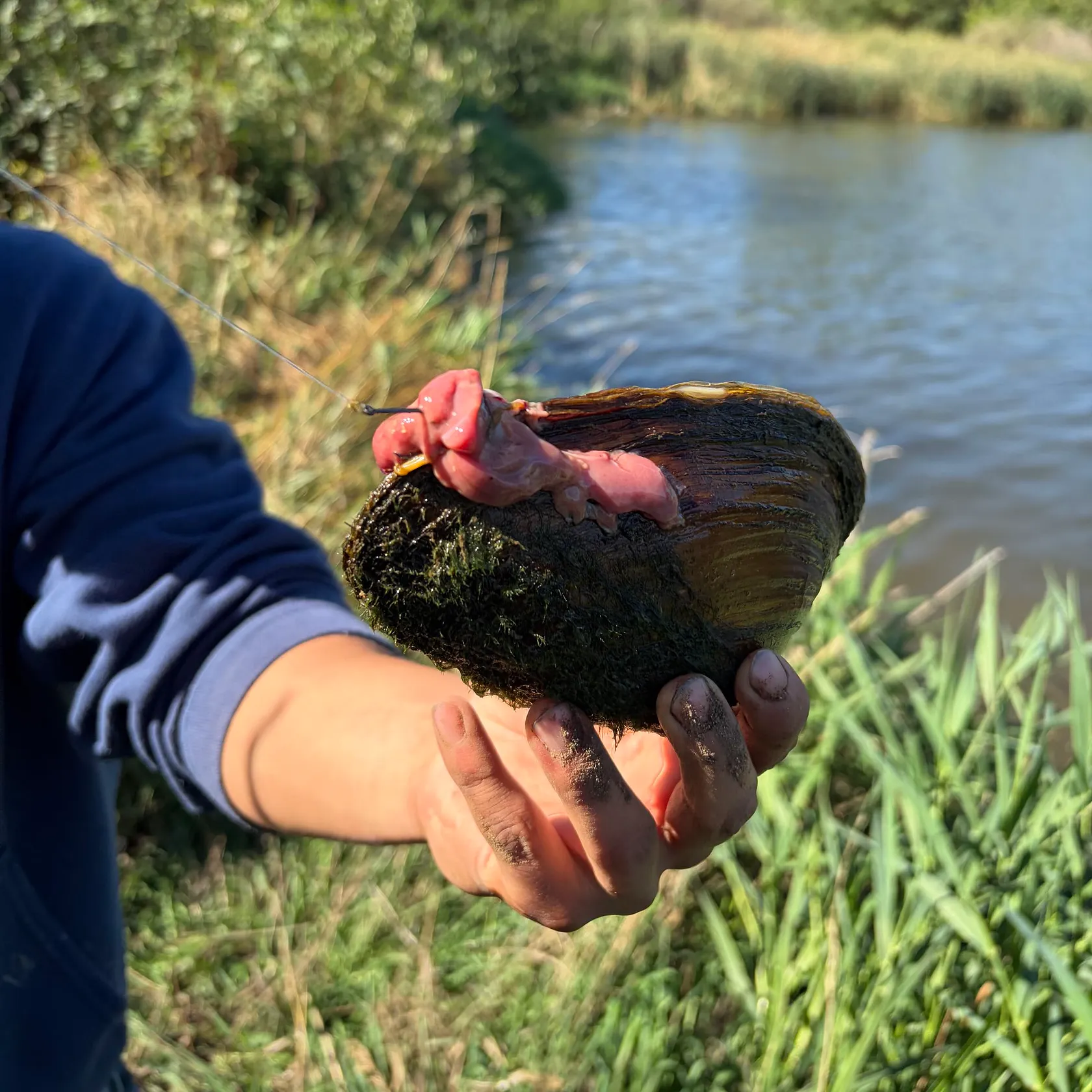 Fish caught on Fishbrain