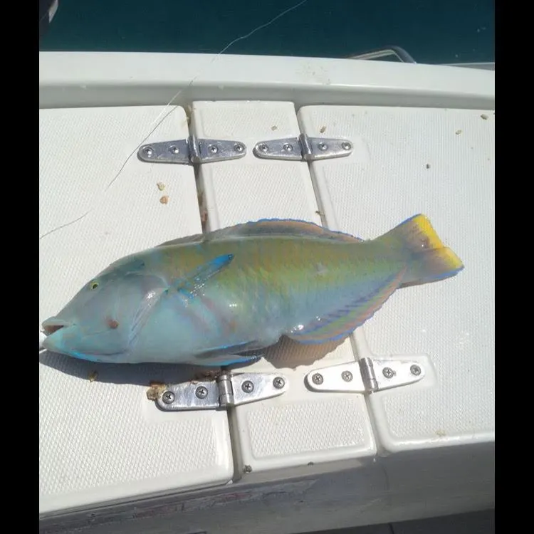 The most recent Common parrotfish catches on Fishbrain