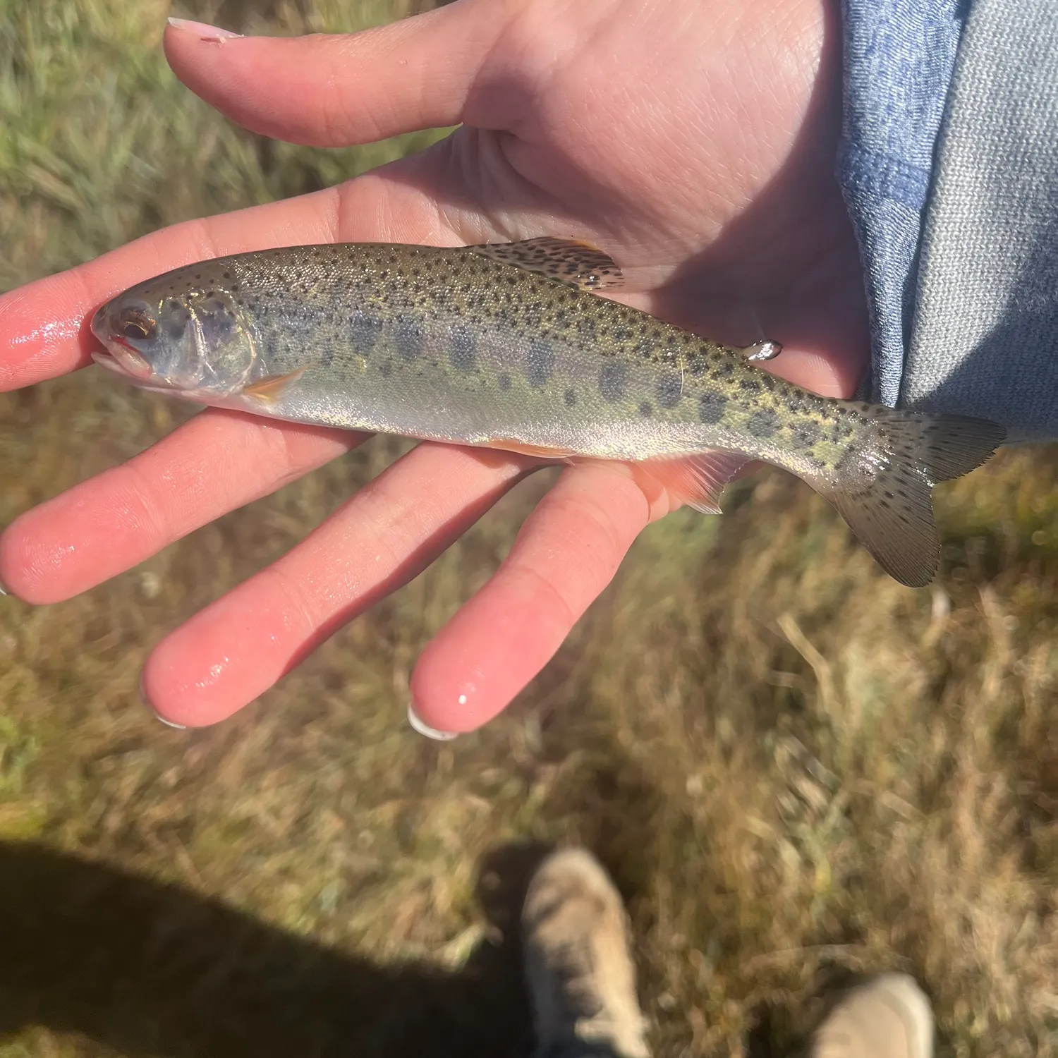 Rainbow trout caught on Fishbrain