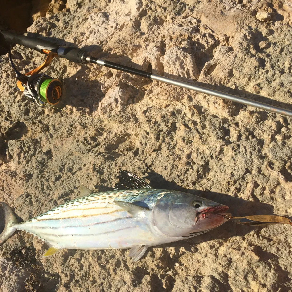 recently logged catches