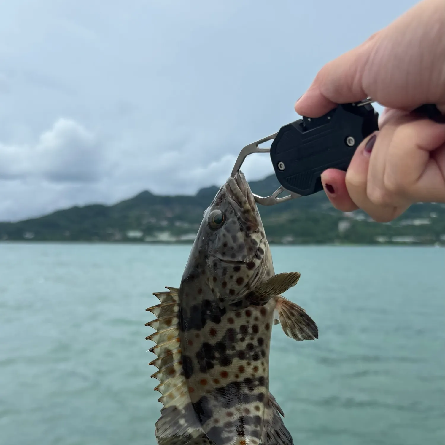 Orange-spotted grouper caught on Fishbrain