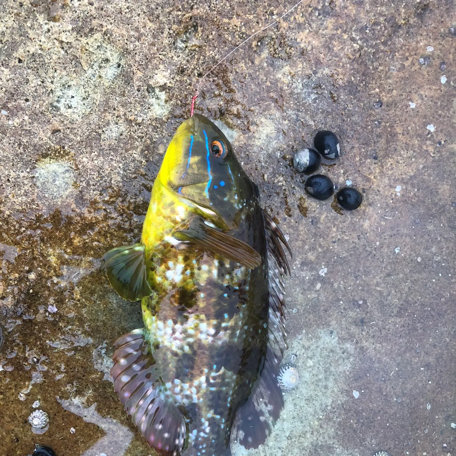 recently logged catches