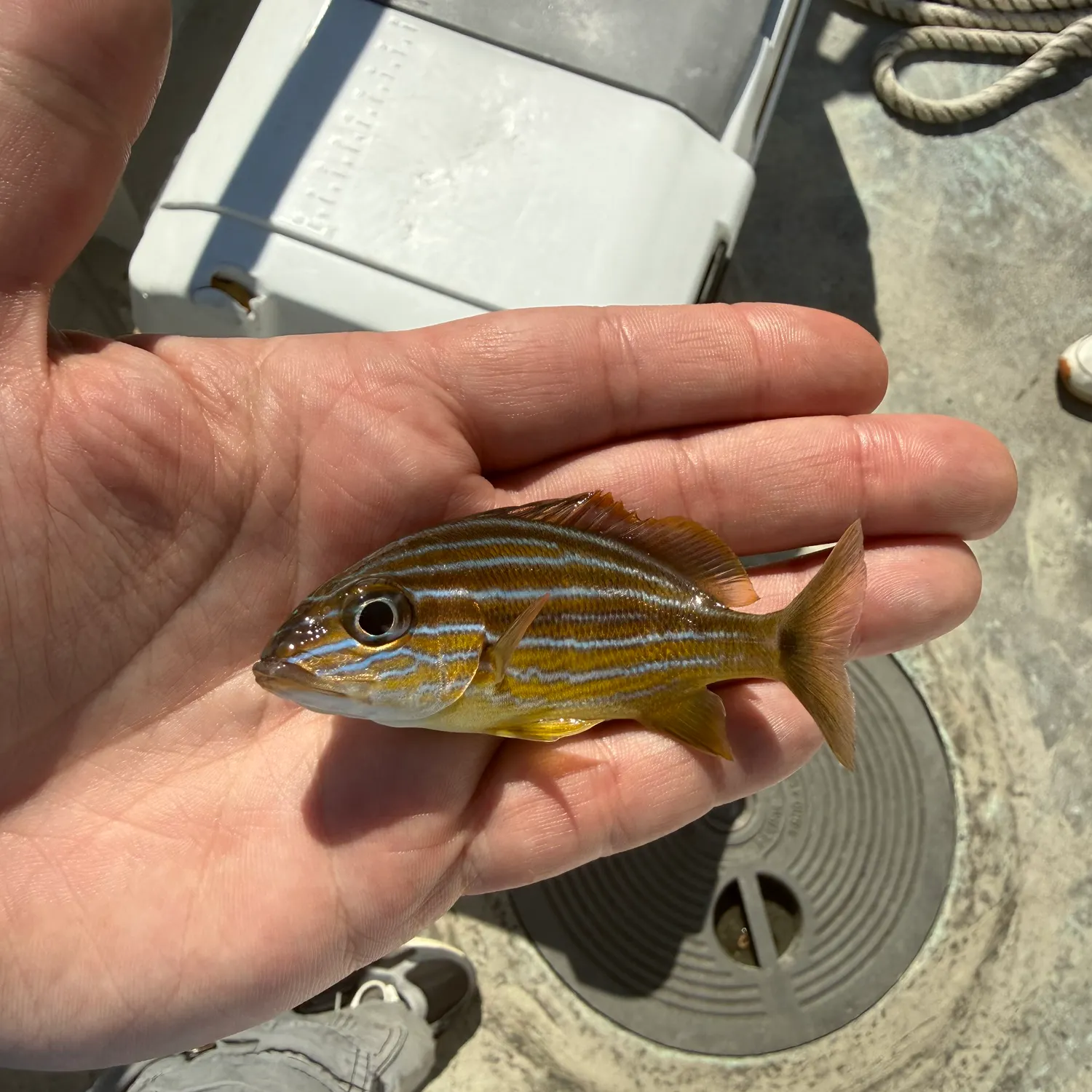 The most recent Bluestriped grunt catches on Fishbrain