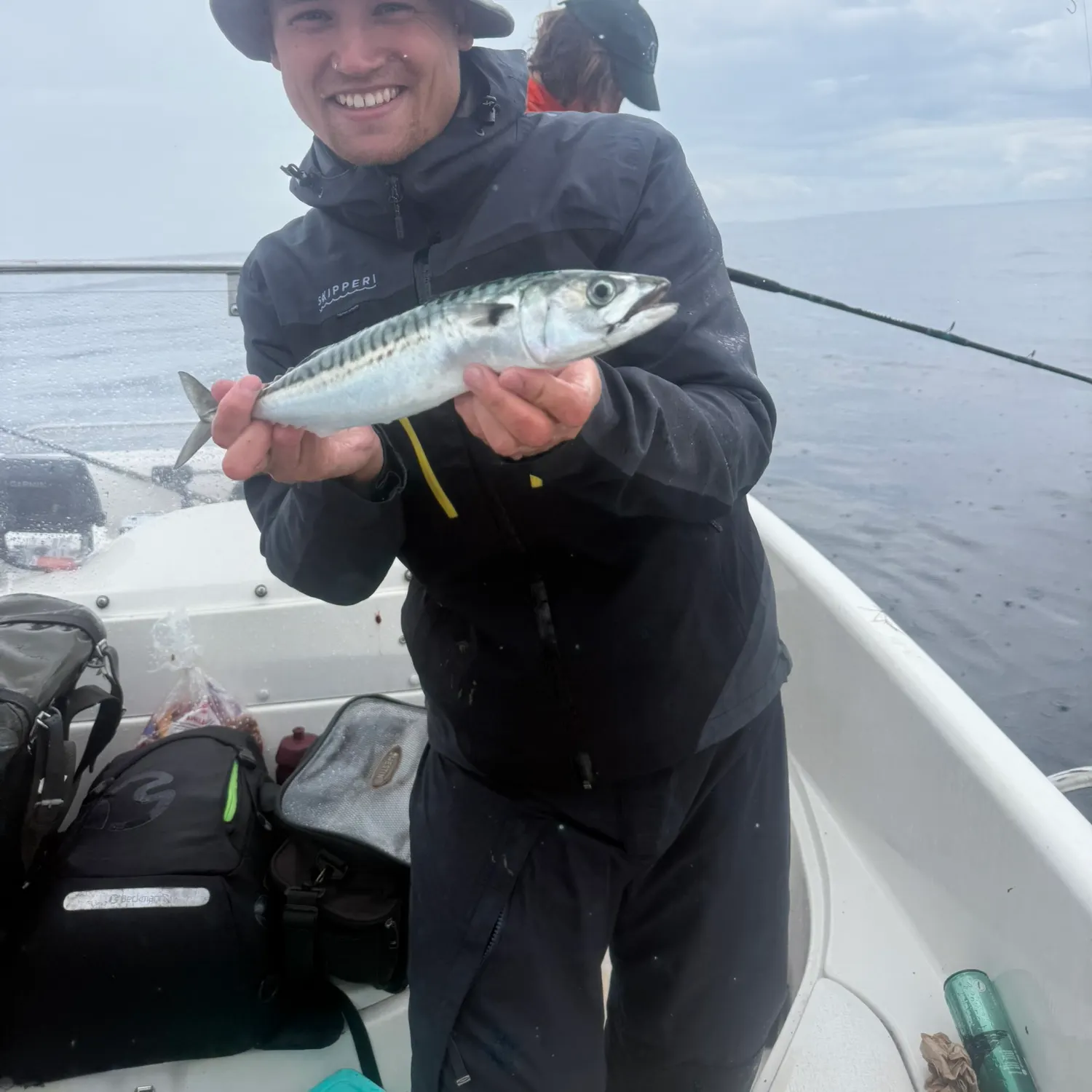 The most recent Atlantic mackerel catches on Fishbrain