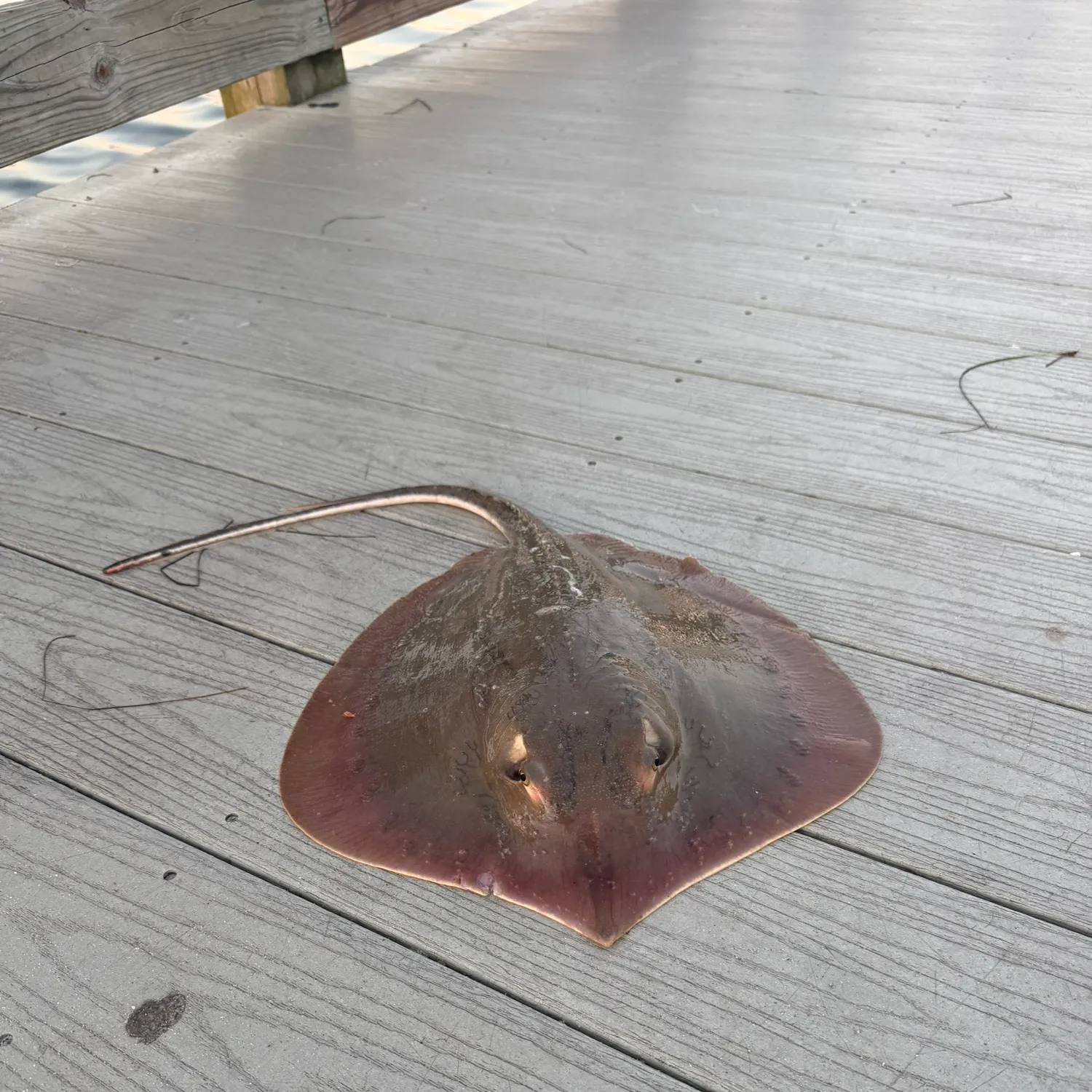 Atlantic stingray caught on Fishbrain