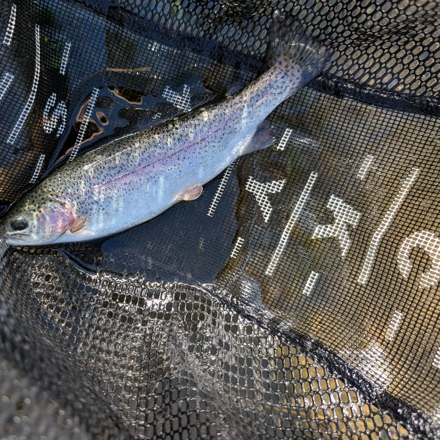 Rainbow trout caught on Fishbrain