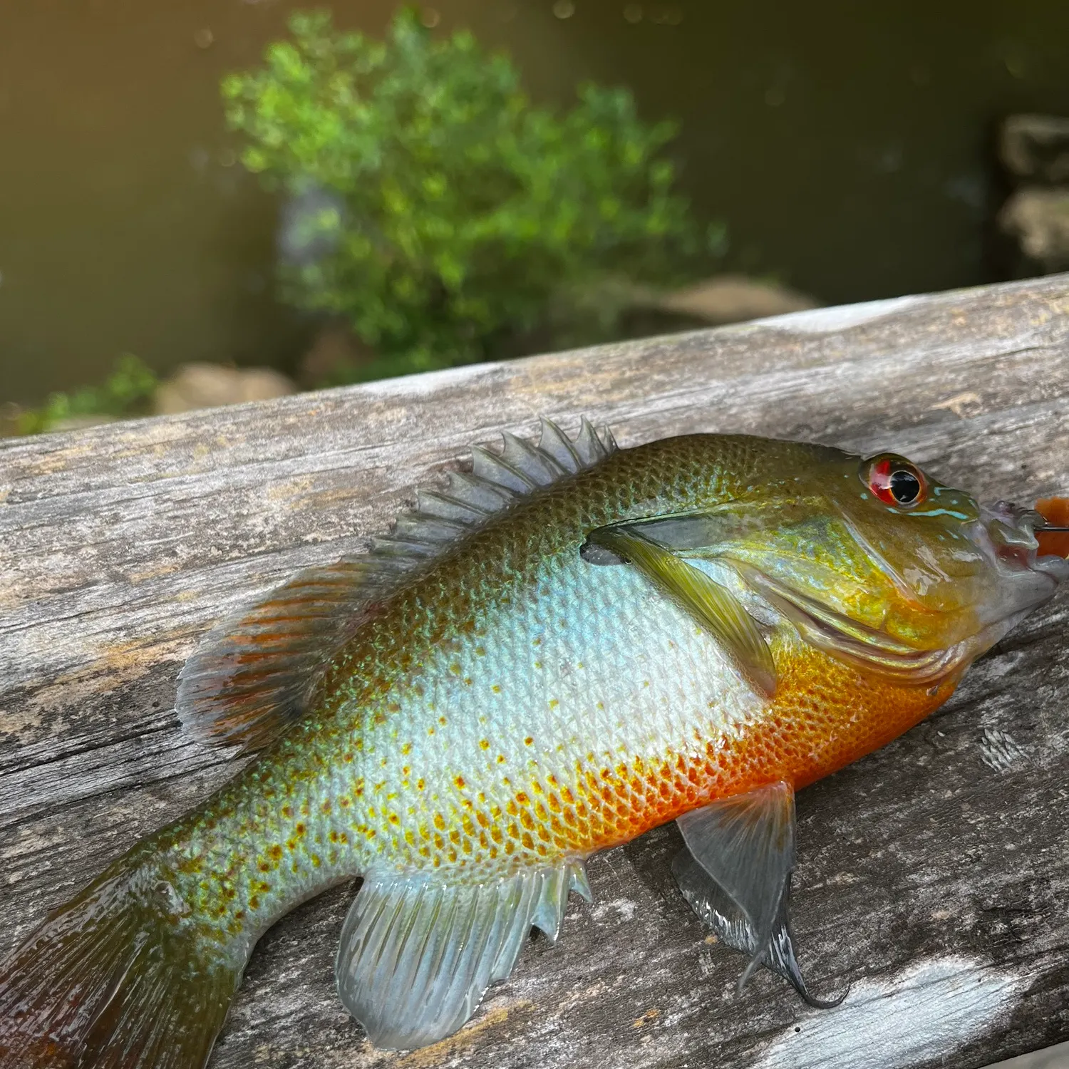 recently logged catches