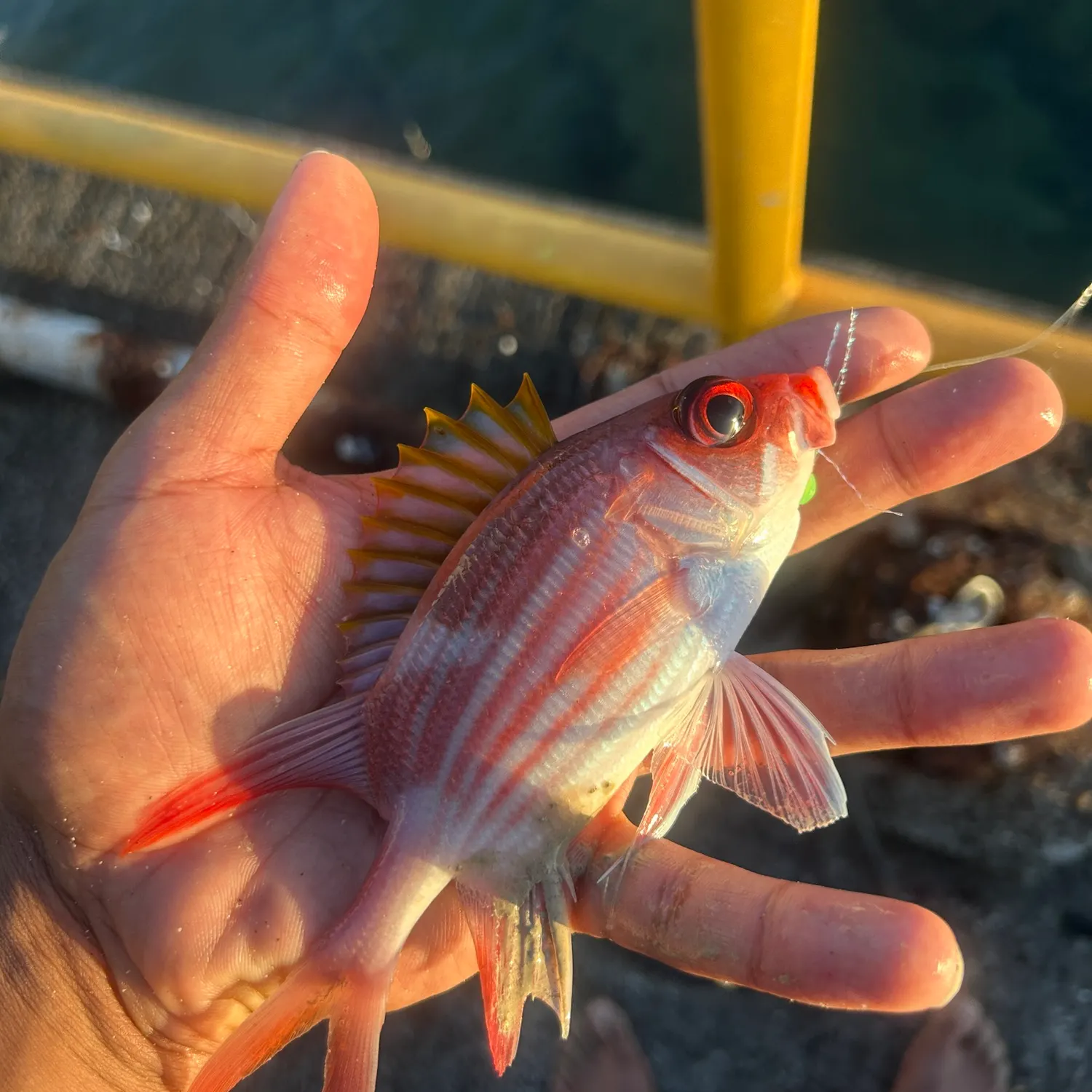 The most recent Common squirrelfish catches on Fishbrain