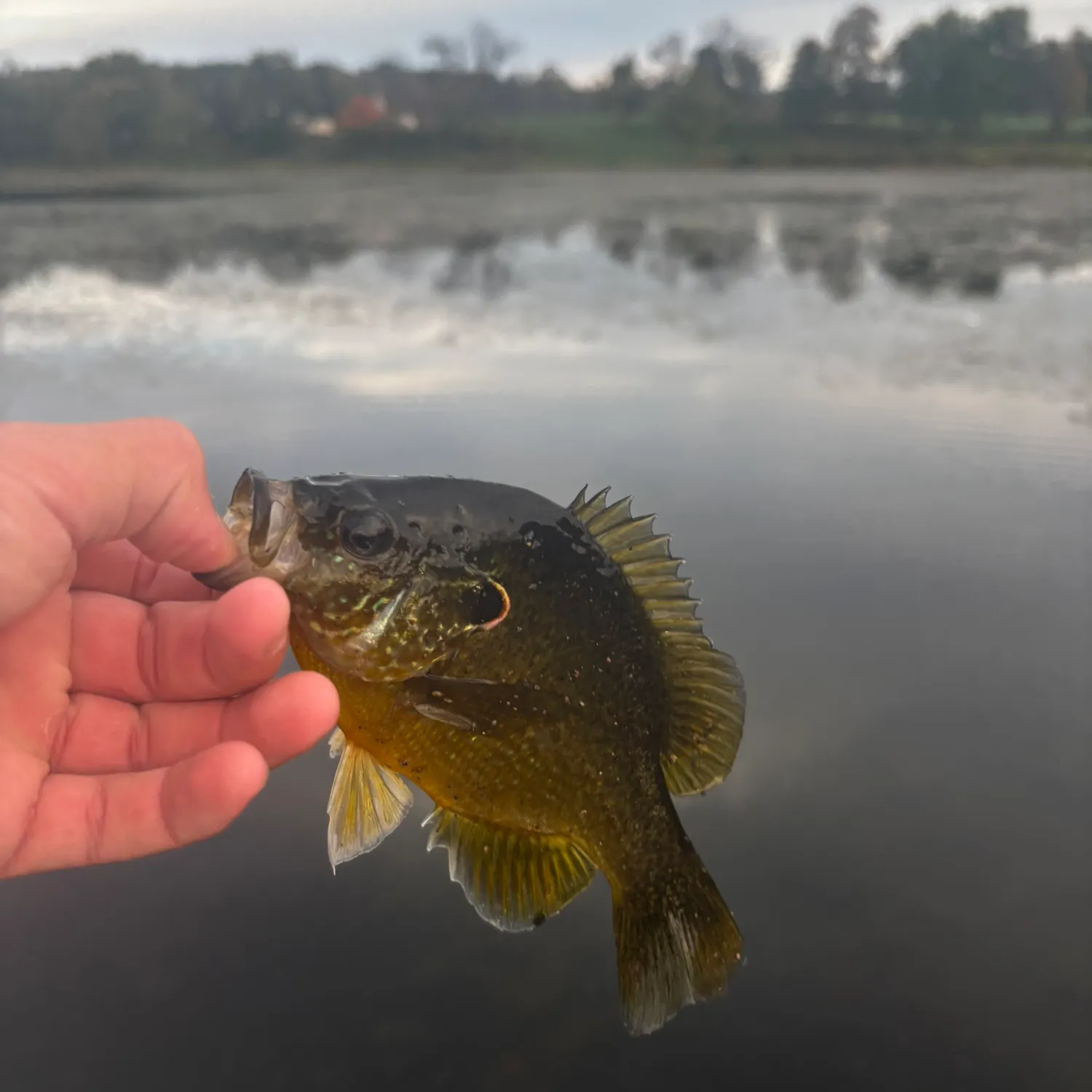 Green sunfish caught on Fishbrain