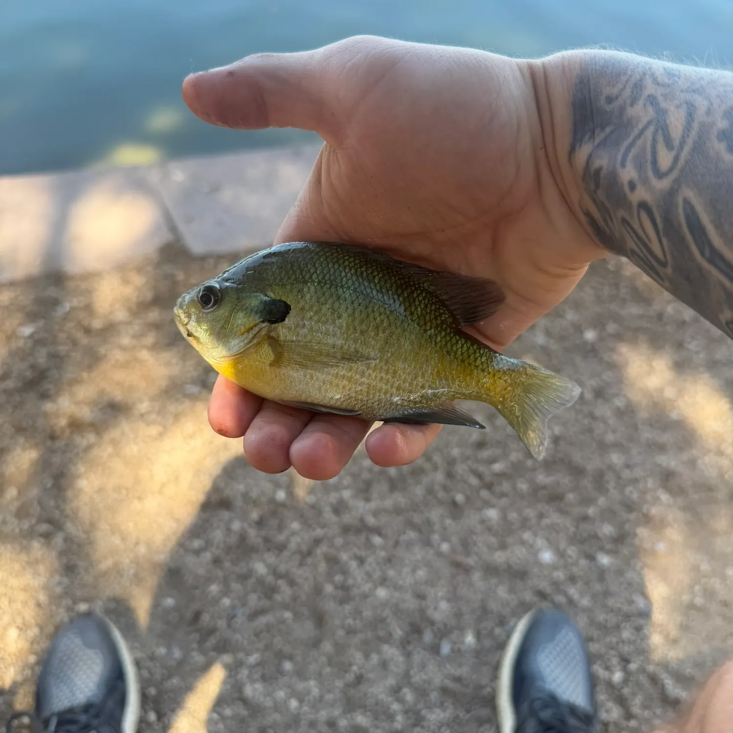 Bluegill caught on Fishbrain