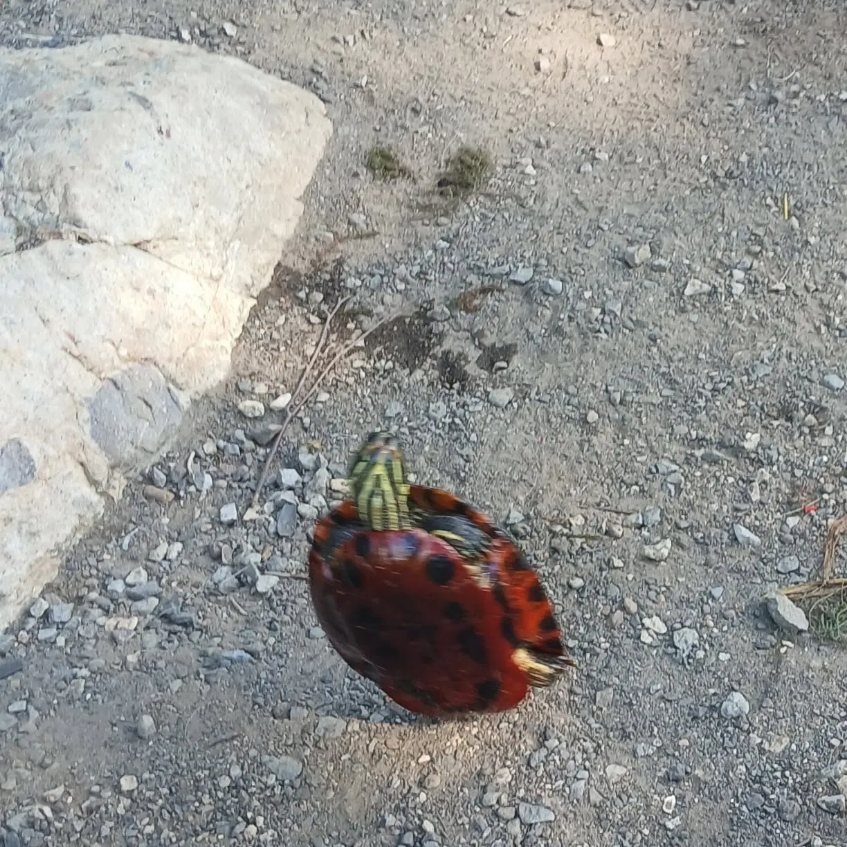 Painted turtle caught on Fishbrain