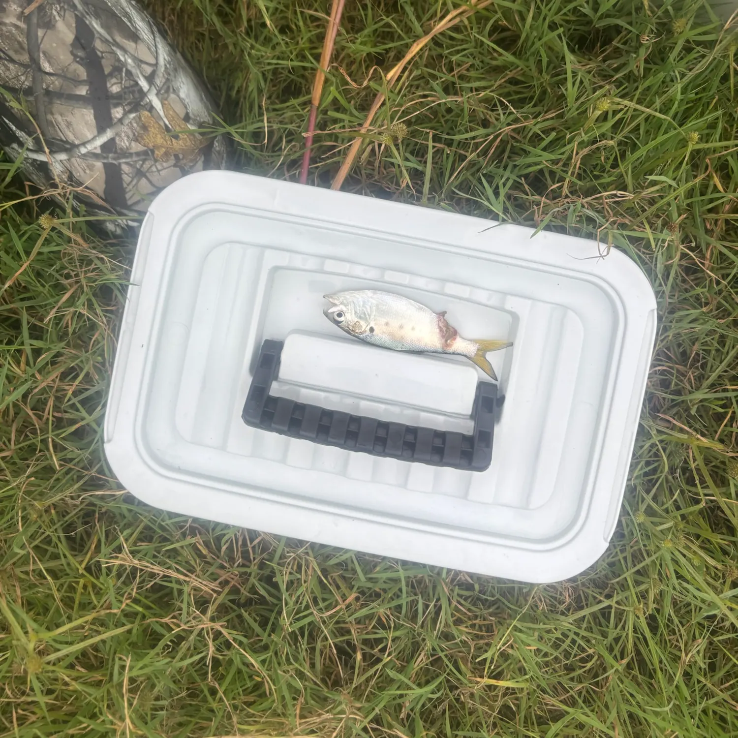 Threadfin shad caught on Fishbrain
