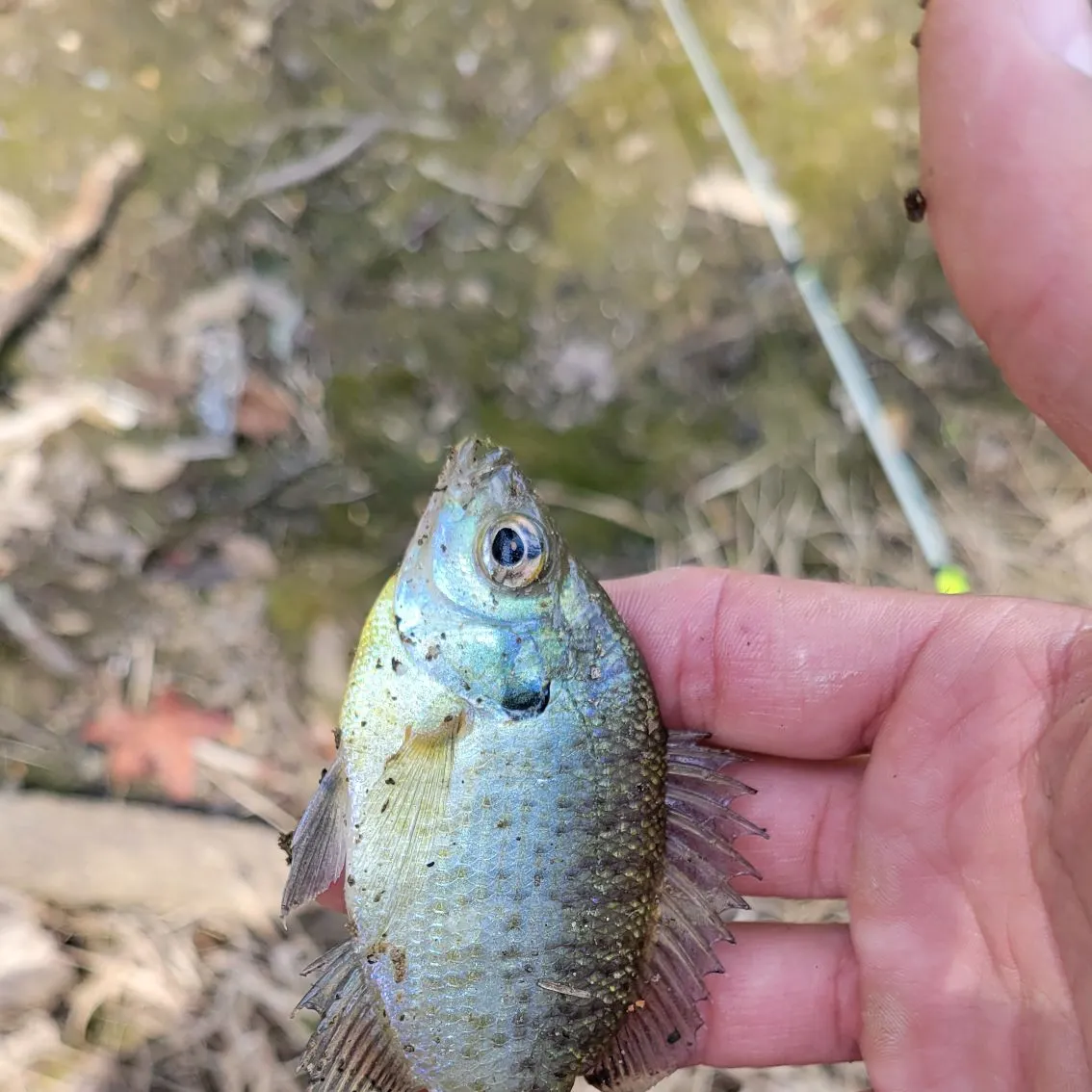 Bluegill caught on Fishbrain