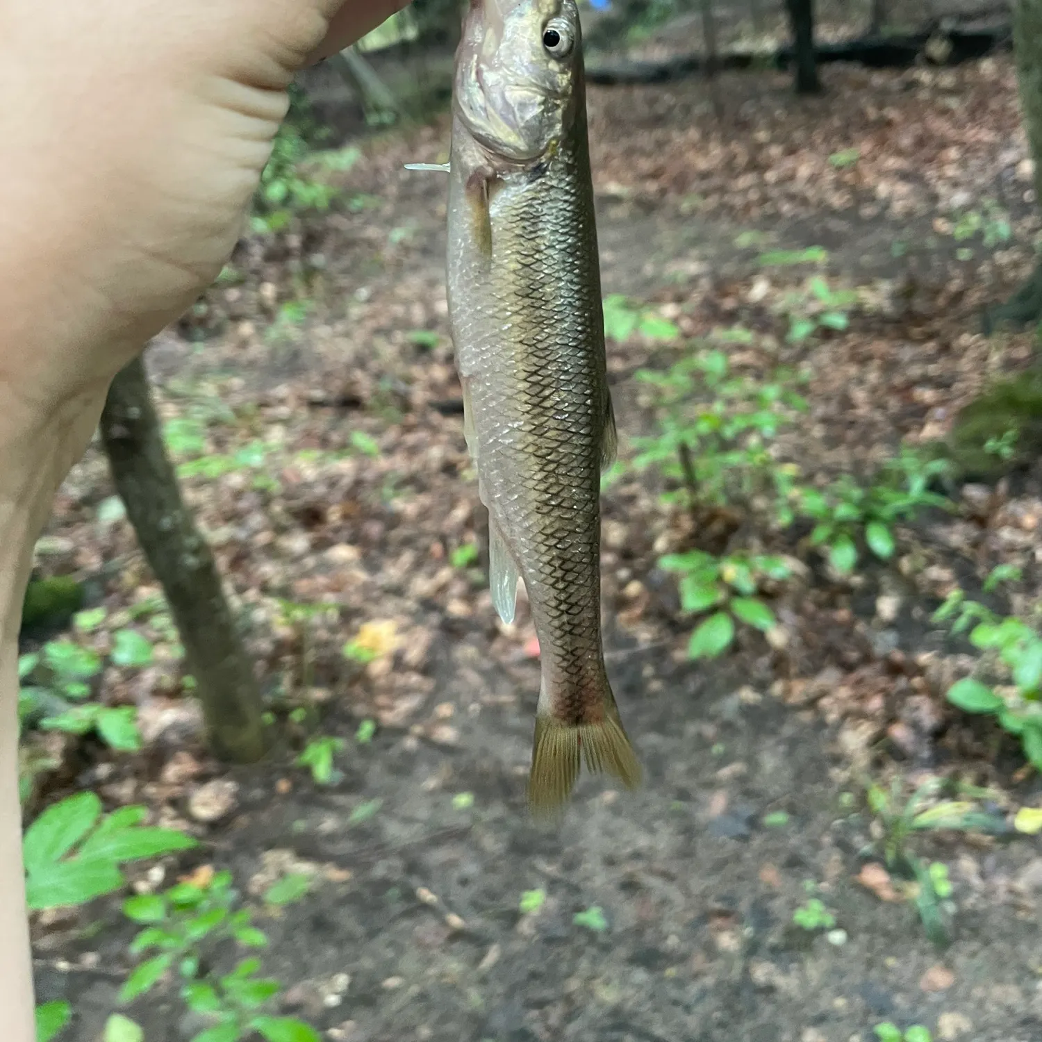 Creek chub caught on Fishbrain