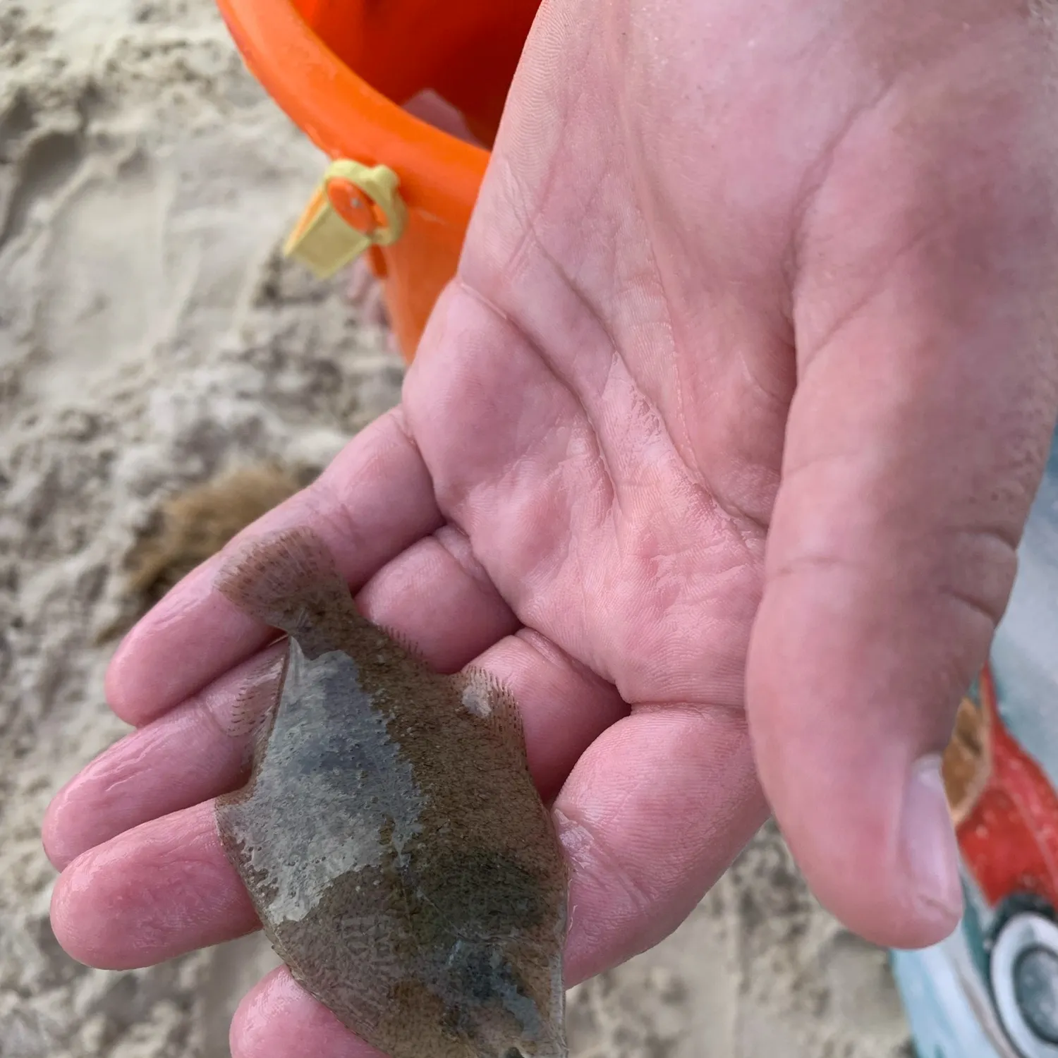 The most recent Brill catches on Fishbrain