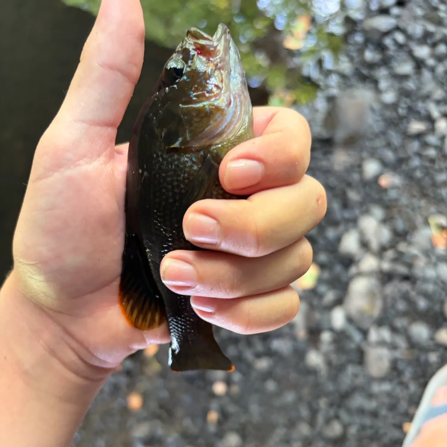 Green sunfish caught on Fishbrain
