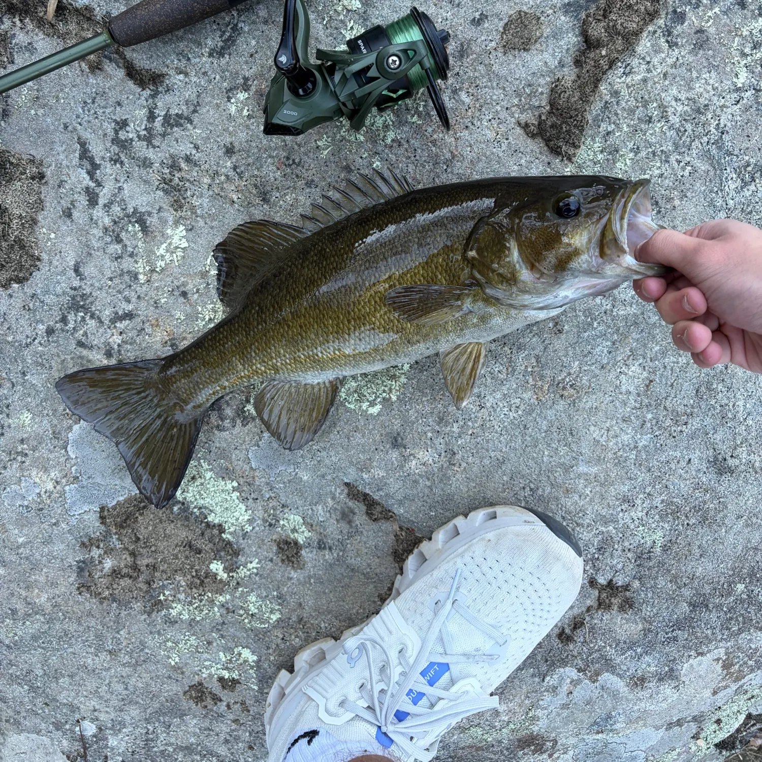 Smallmouth bass caught on Fishbrain