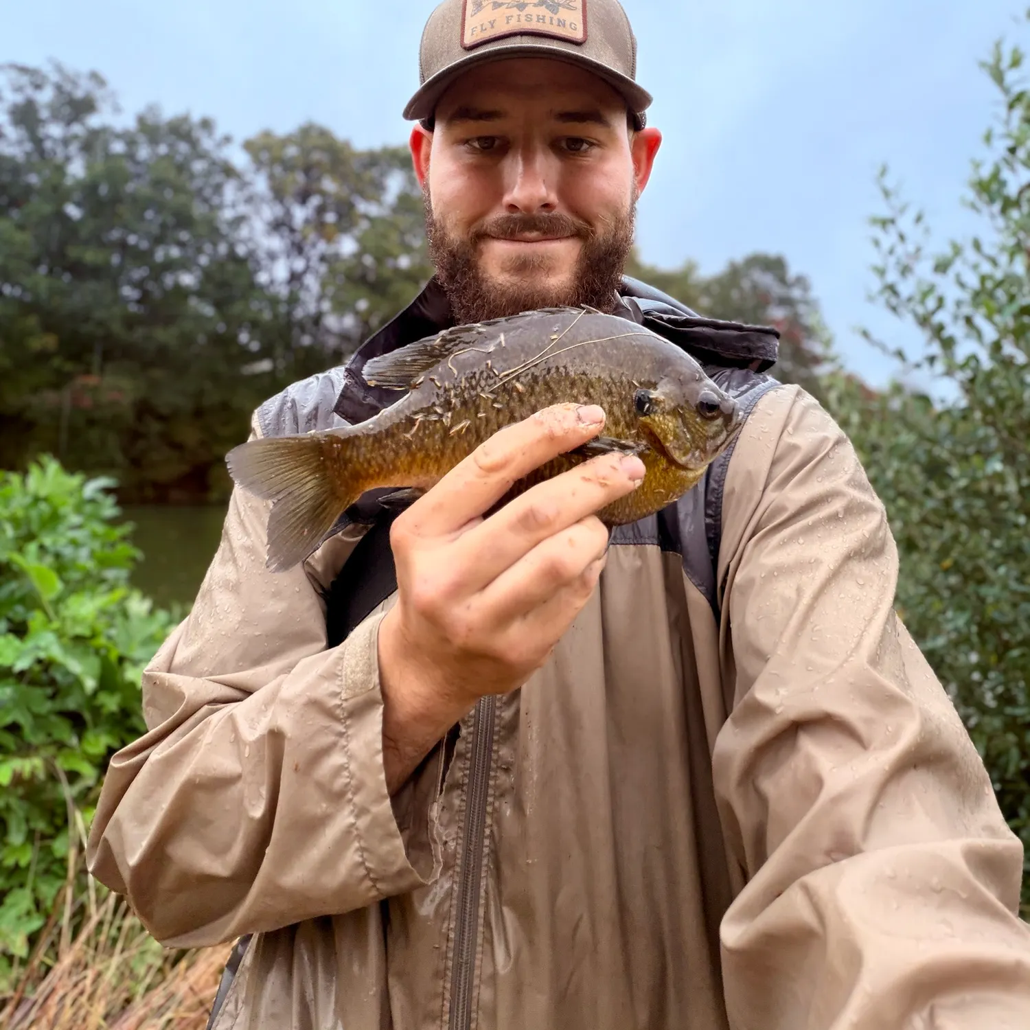 Bluegill caught on Fishbrain
