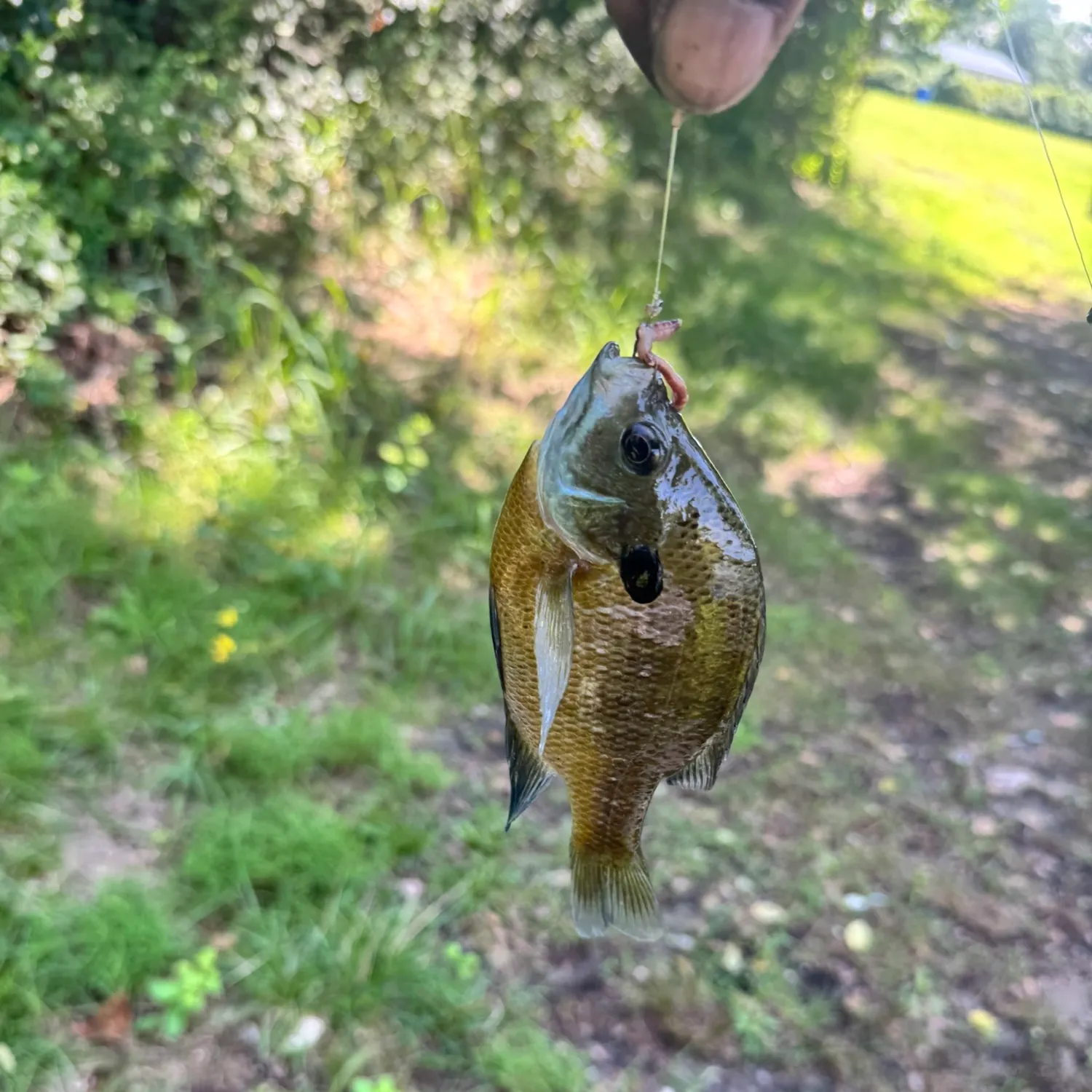 Bluegill caught on Fishbrain