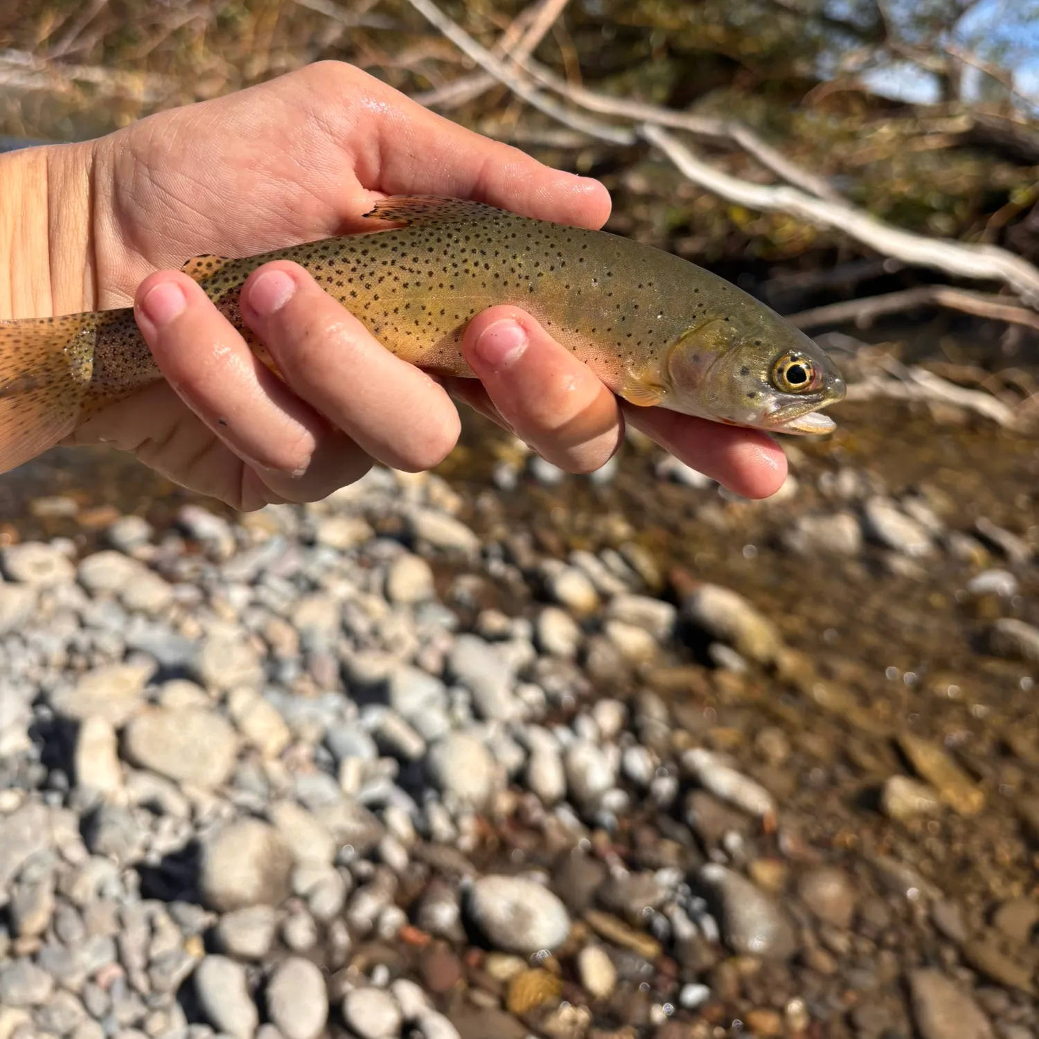 Yellowstone cutthroat trout caught on Fishbrain