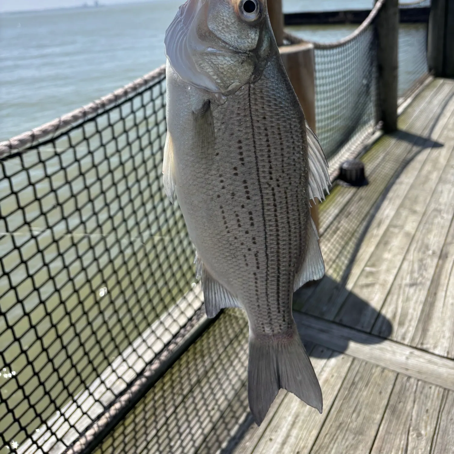 The most recent White bass catches on Fishbrain