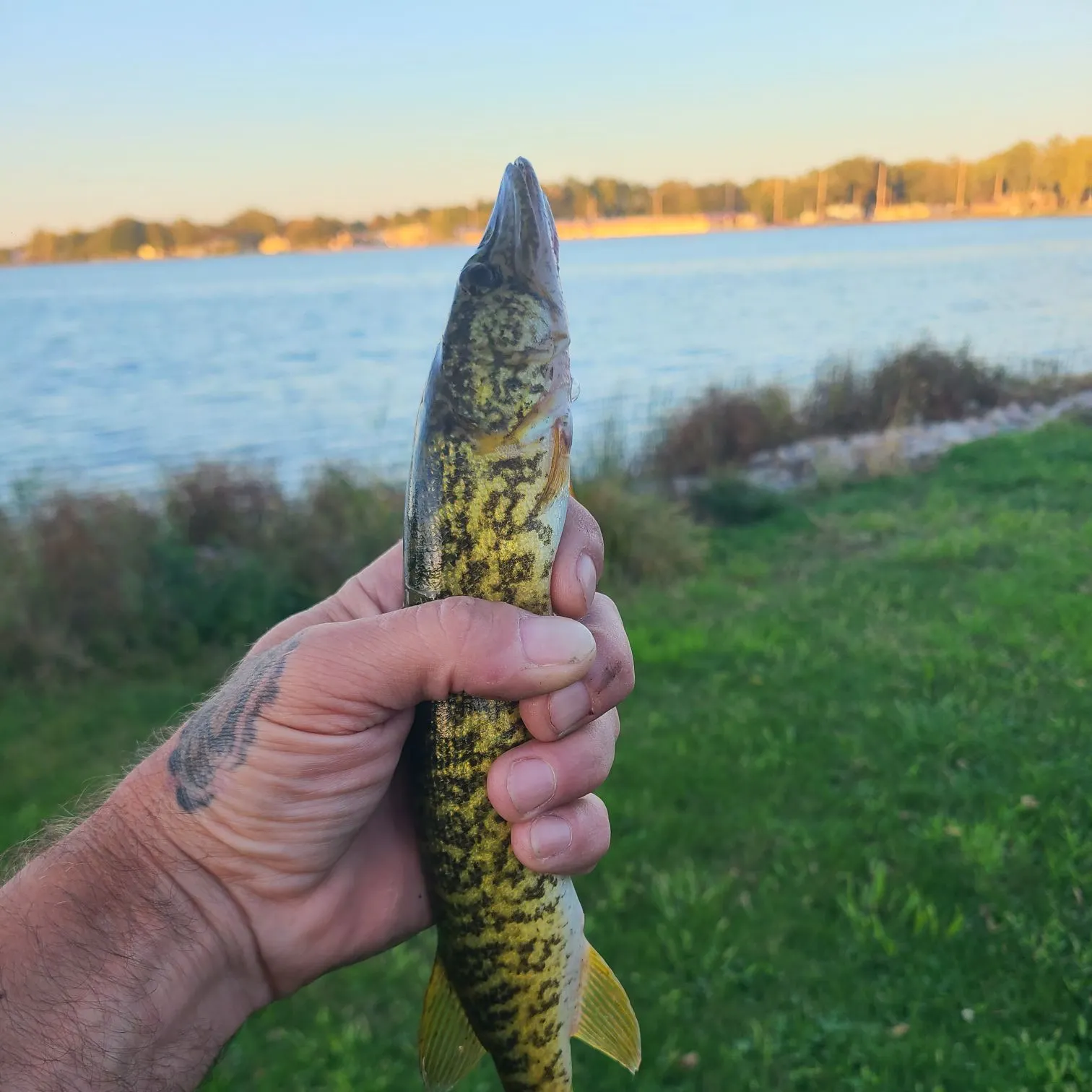 The most recent Grass pickerel catches on Fishbrain