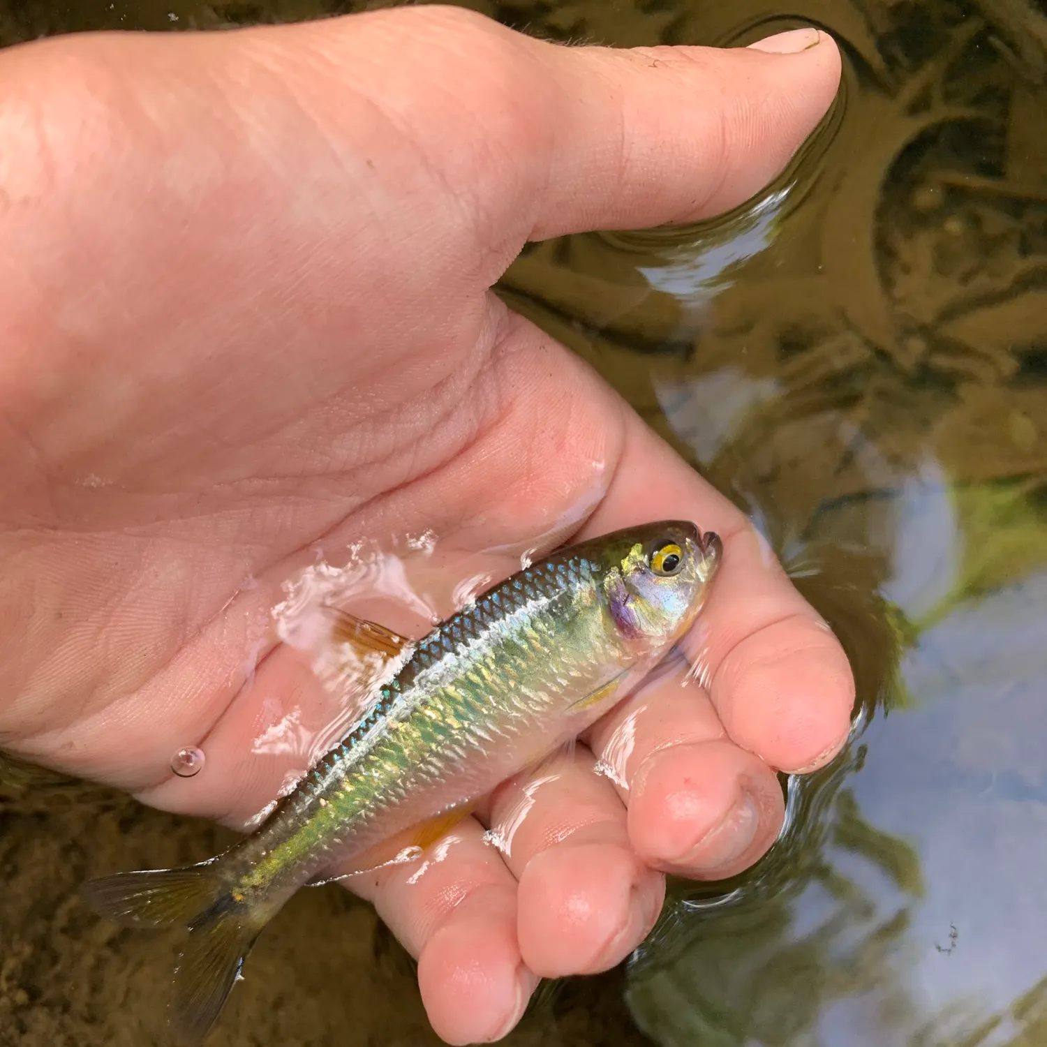 Antioquia tetra caught on Fishbrain